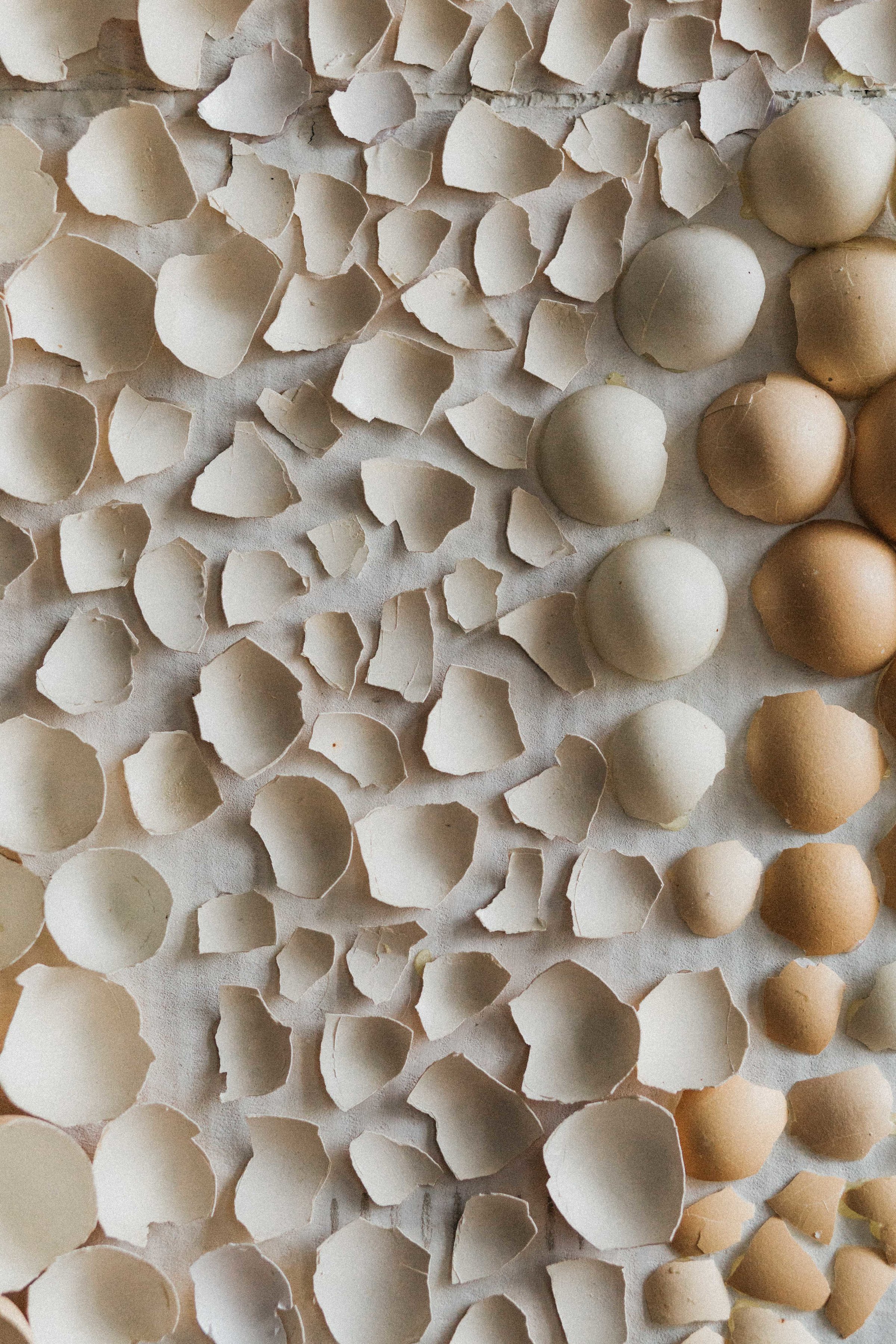20170318_eggshell_stsh_w_171__MG_5499.jpg
