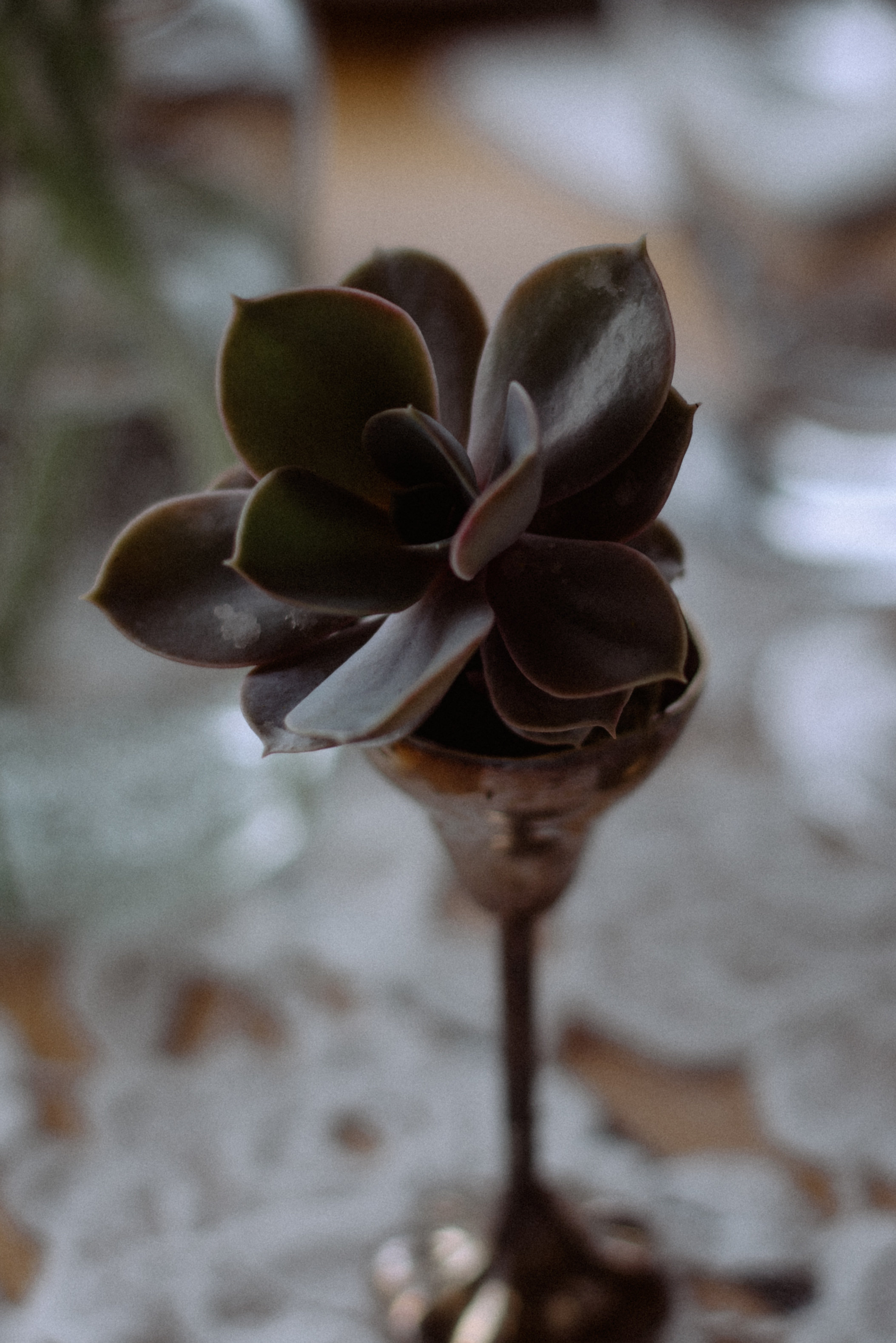 DSC_8940.jpg
