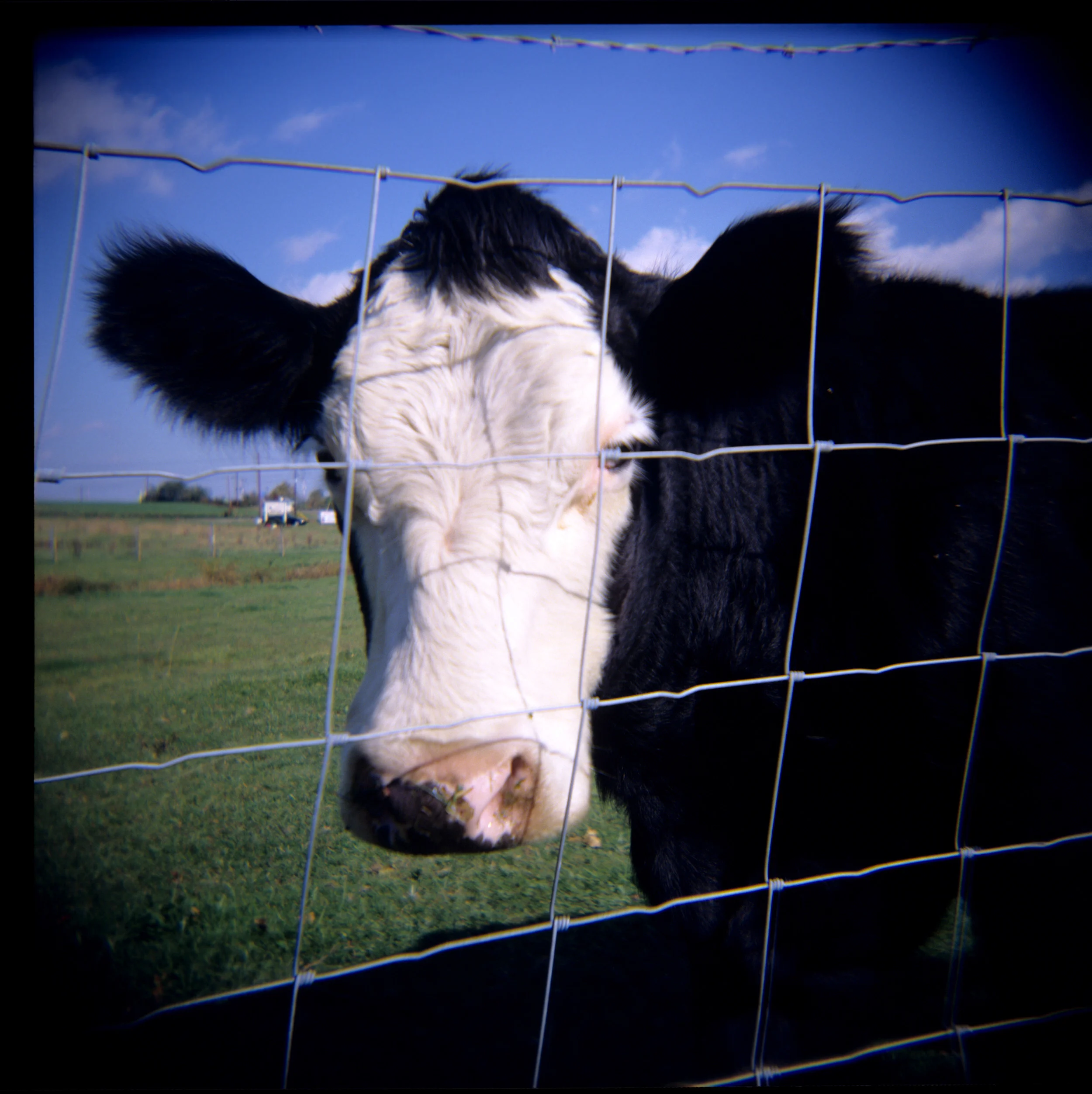 Cows03.jpg