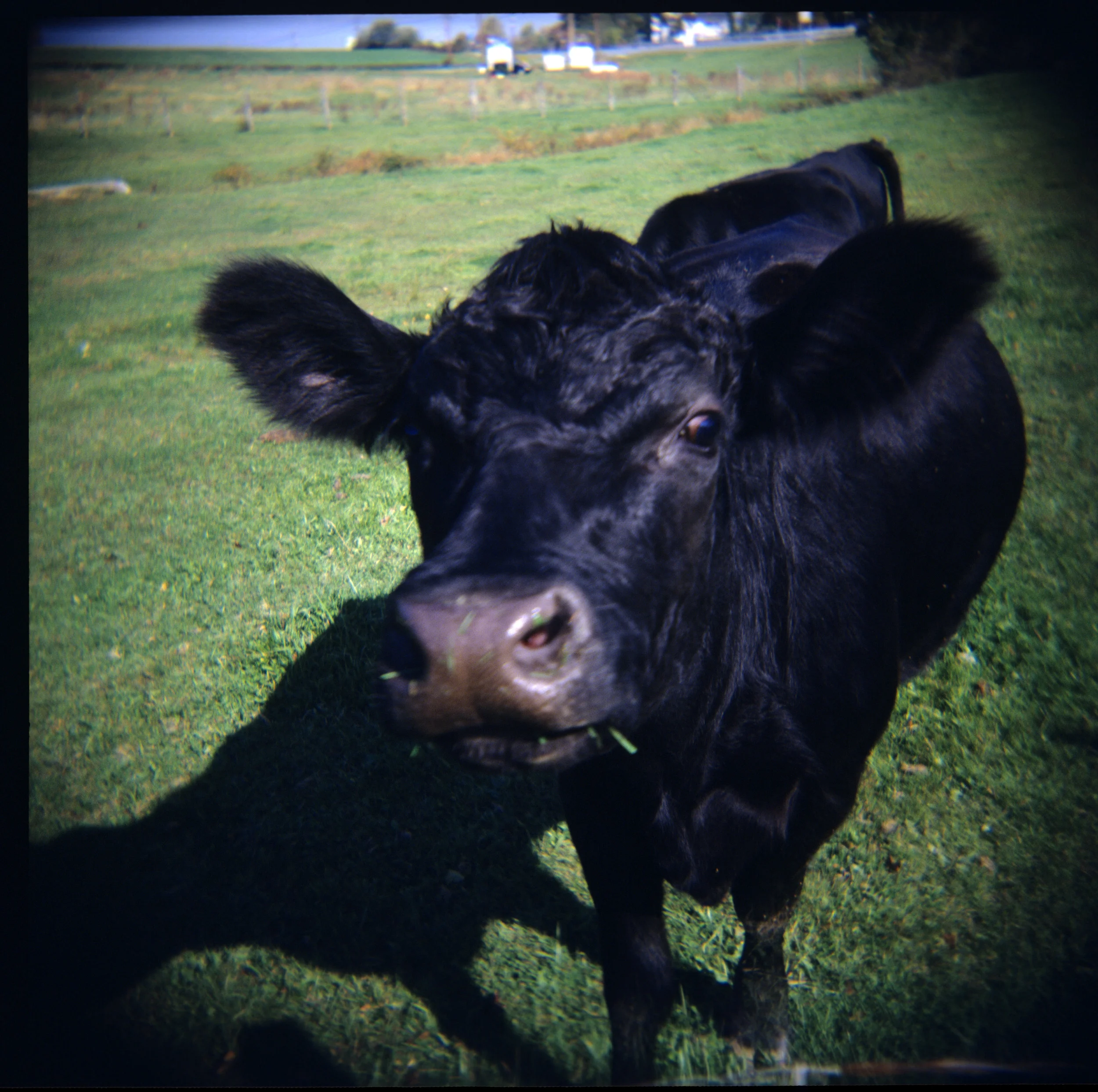 Cows04.jpg