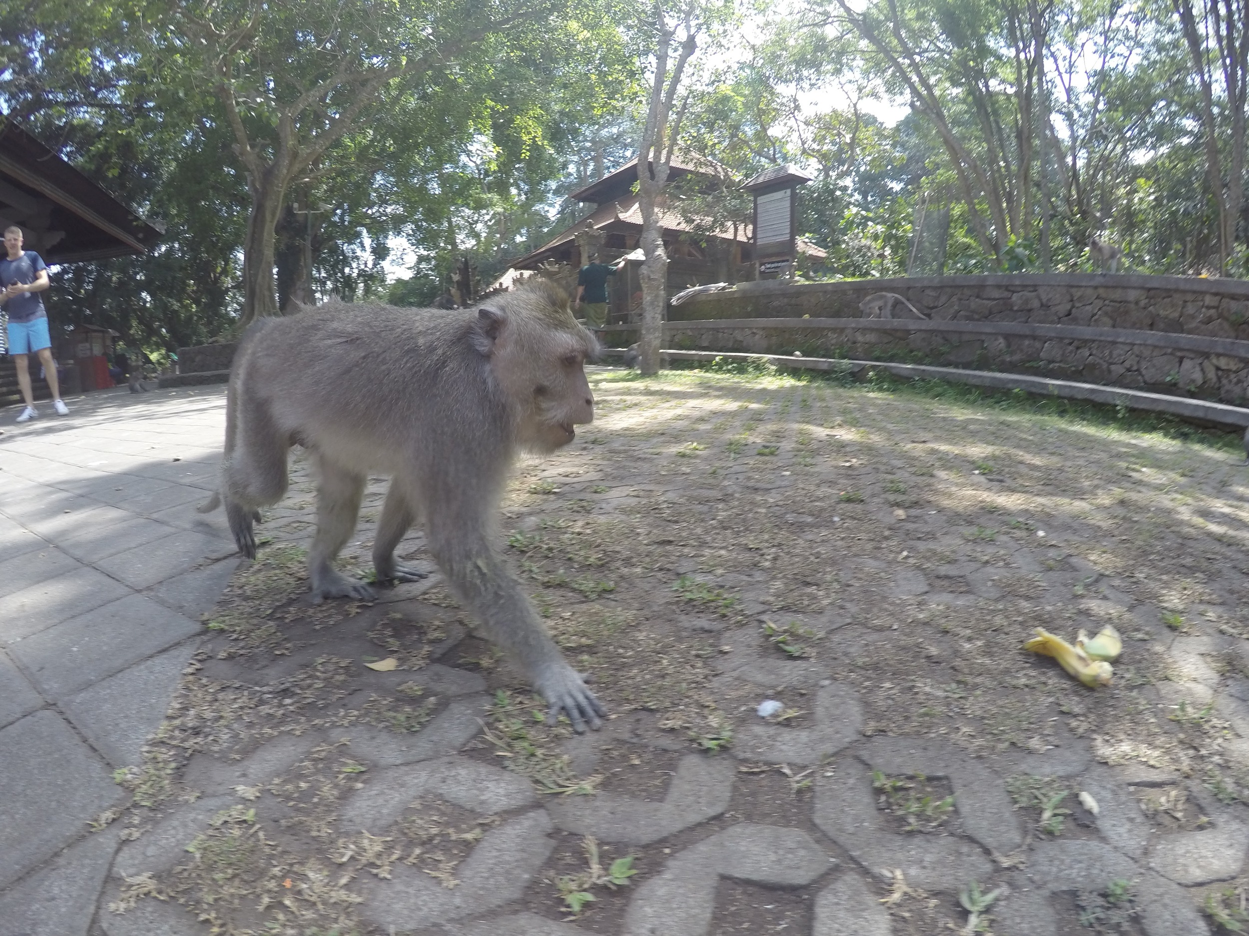 Monkey!