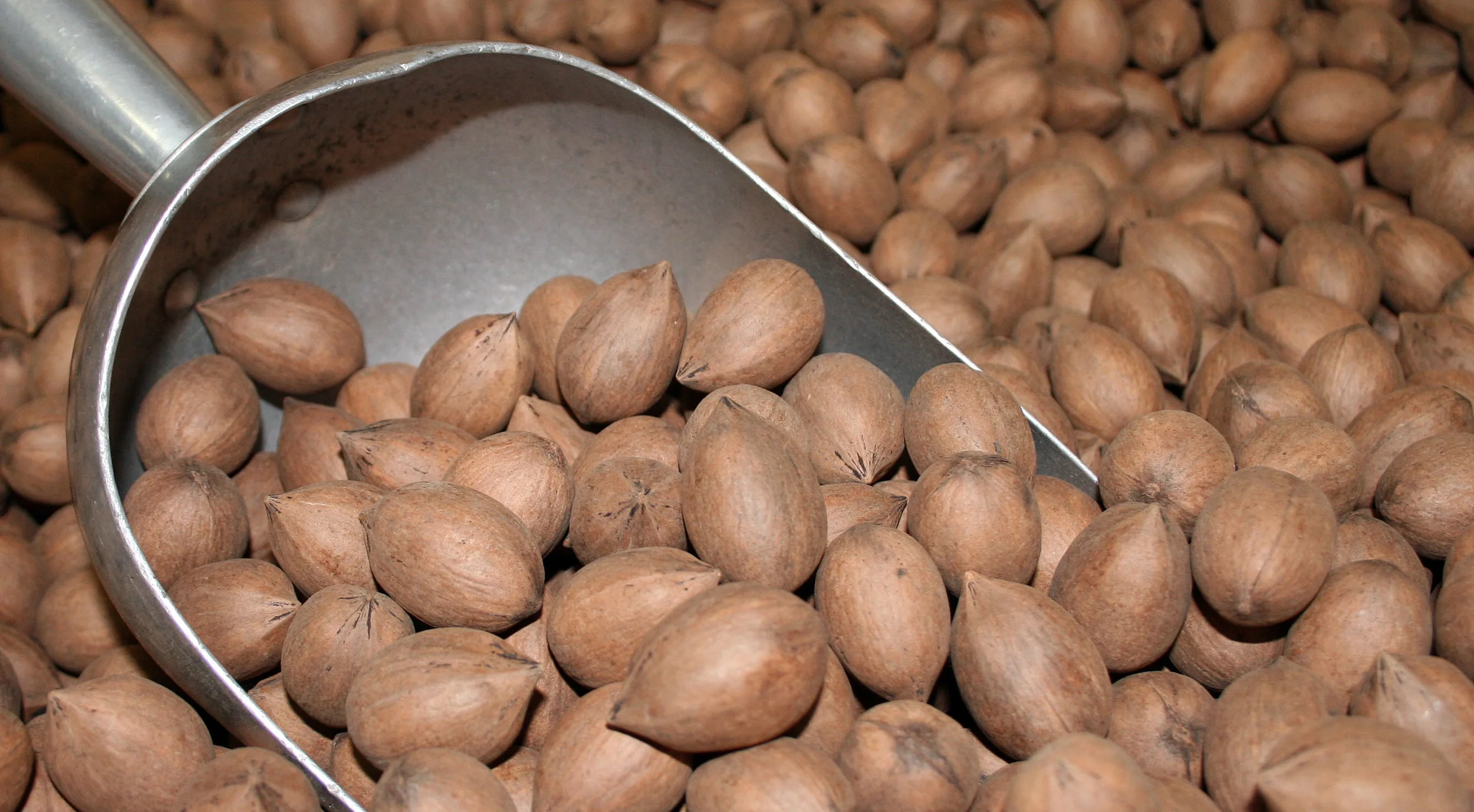 PECANS — Pecan Farms LLC