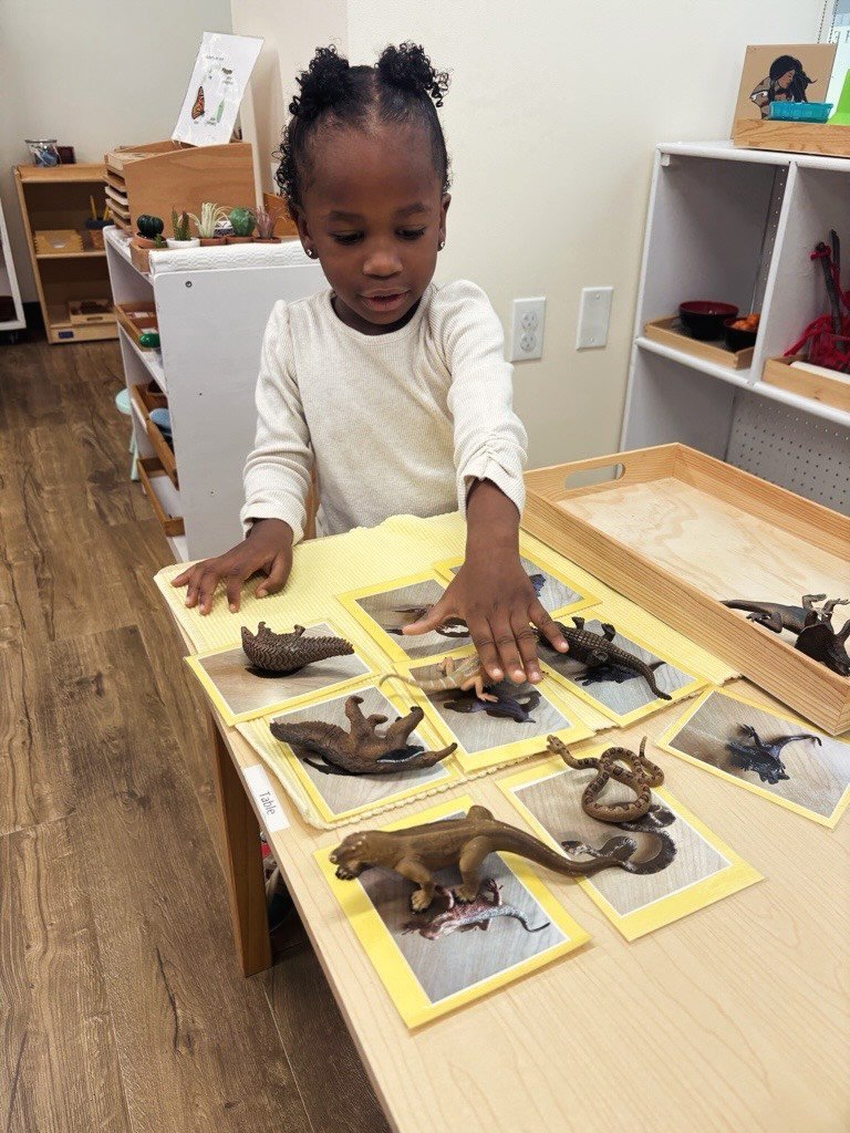 This Montessori activity is called Reptile and Amphibian Matching and Classification. It is a Montessori sensorial and science activity.

The objectives are:
Visual discrimination: Matching three-dimensional animal models to photographs.
Language dev