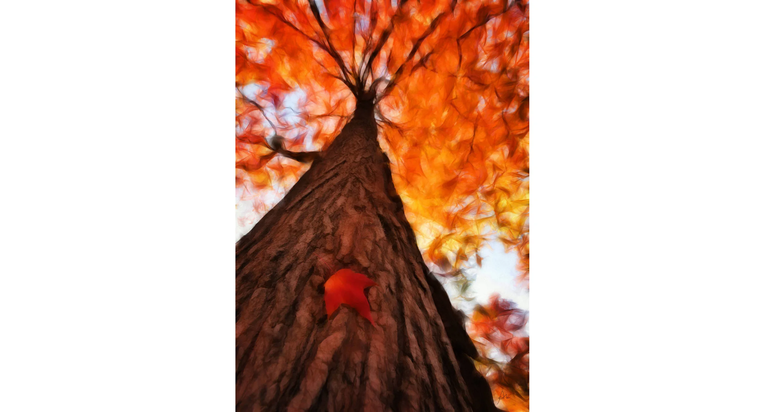 Autumn Overhead