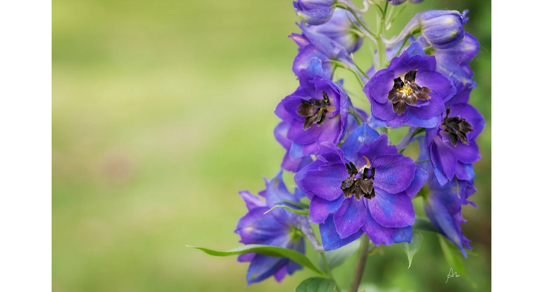 Giant Delphinium