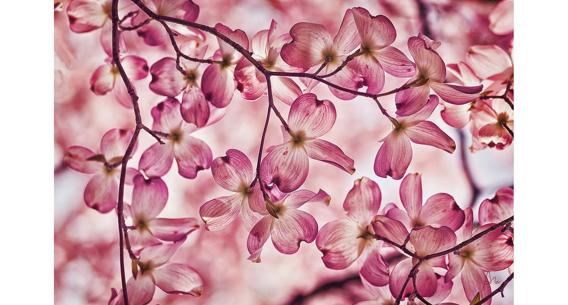 Pink Dogwood