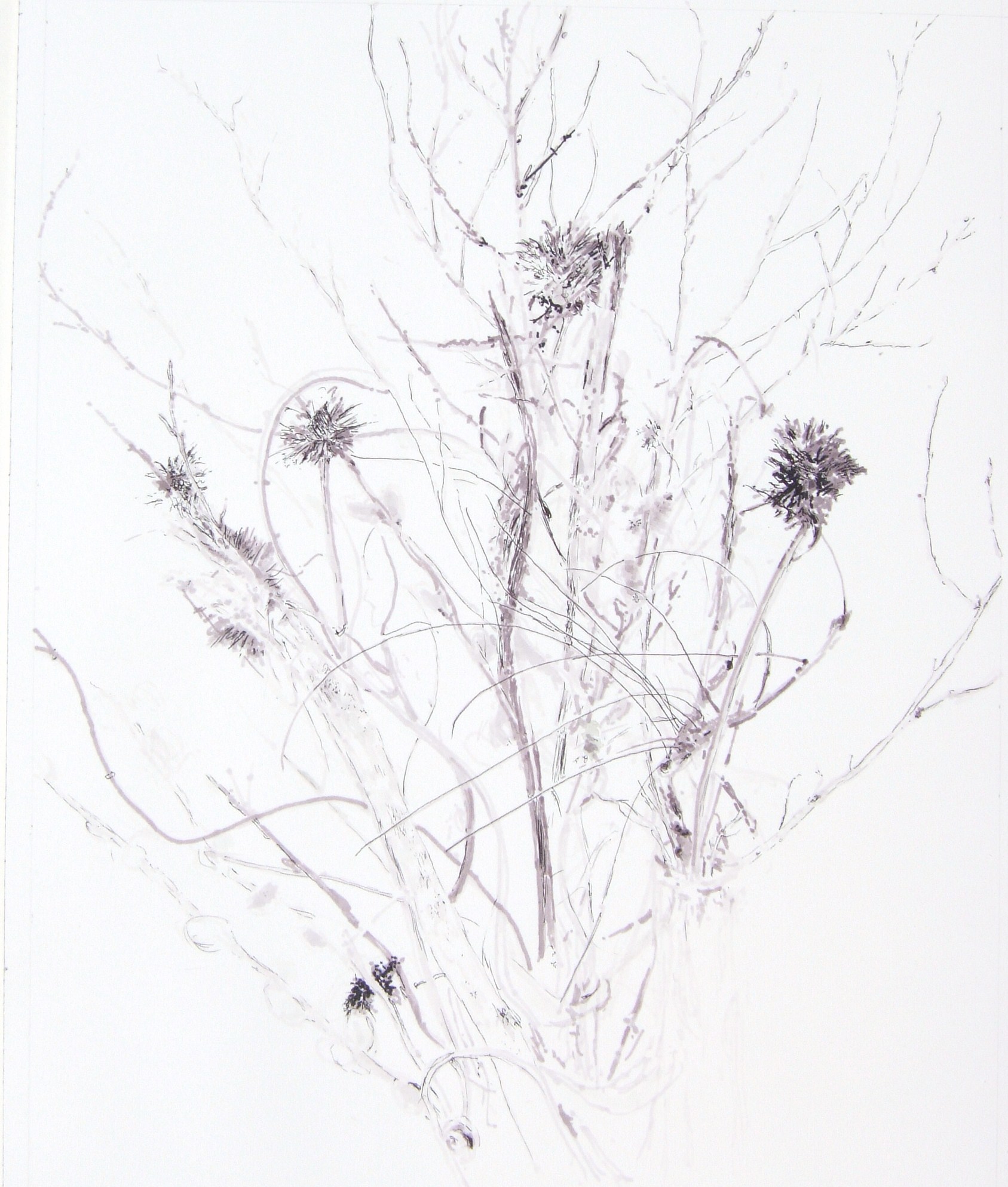 Cone Flowers