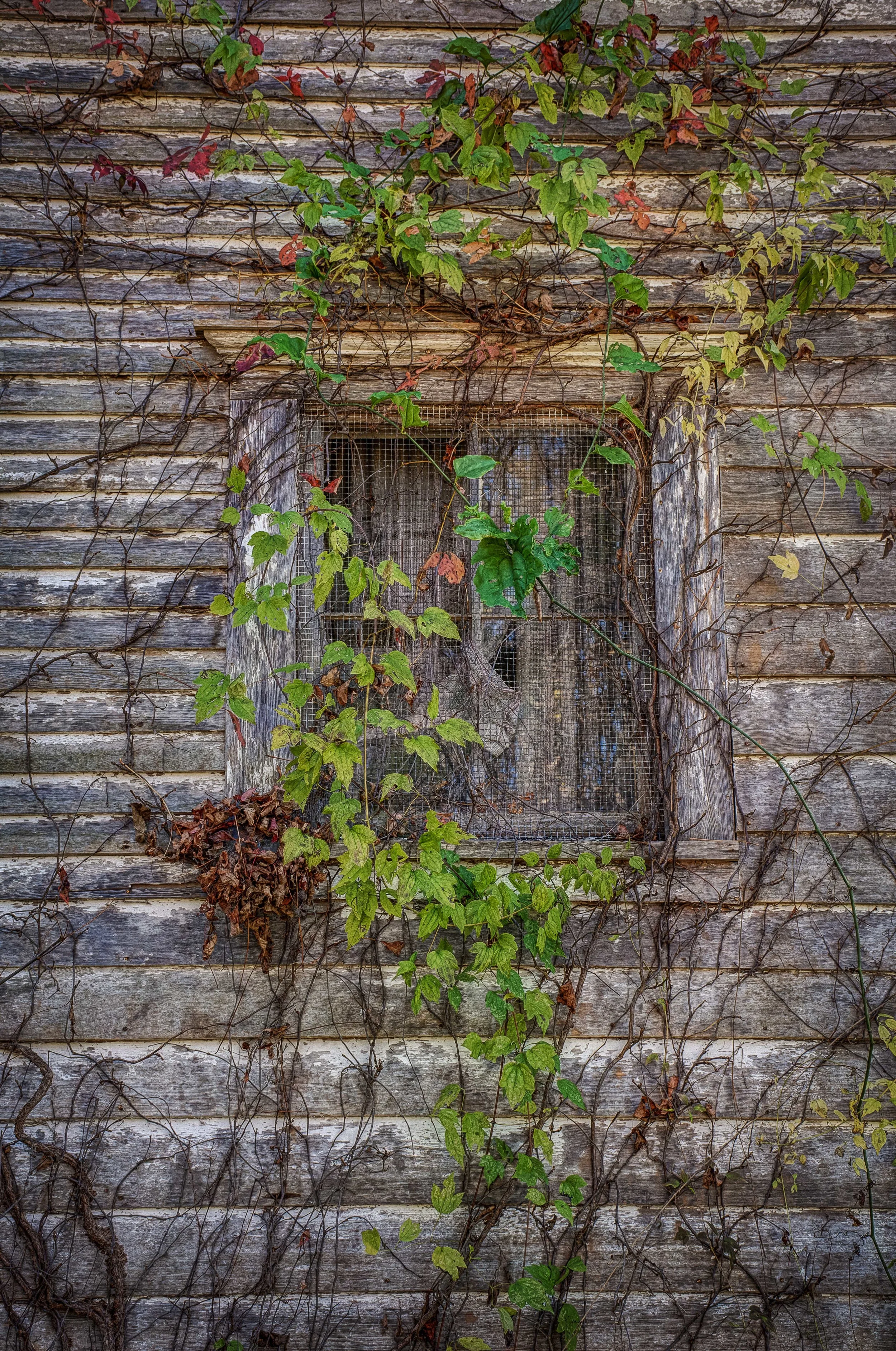 Ivy Window II sm.jpg