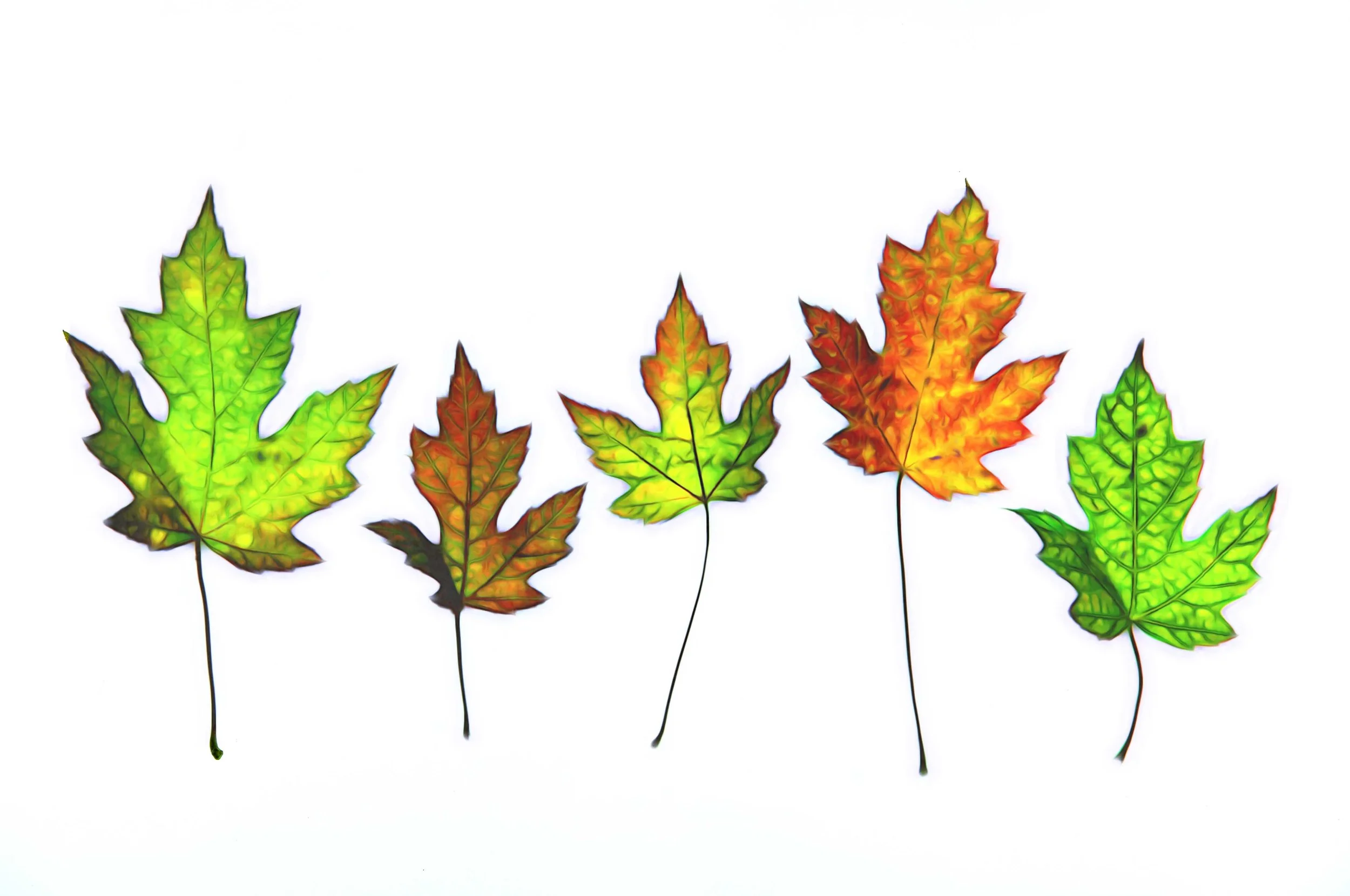 Leaf Lineup sm.jpg