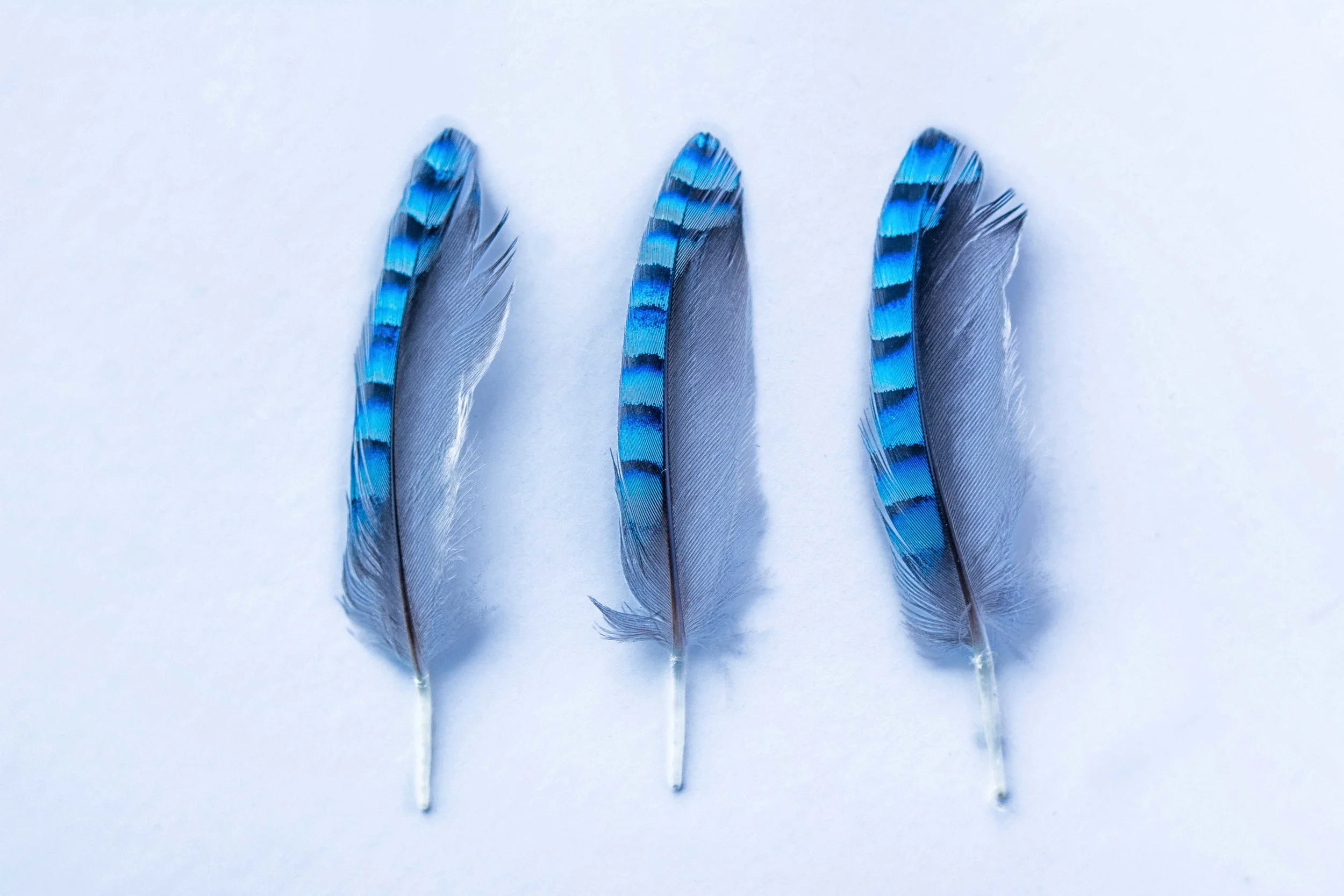 feathers sm.jpg