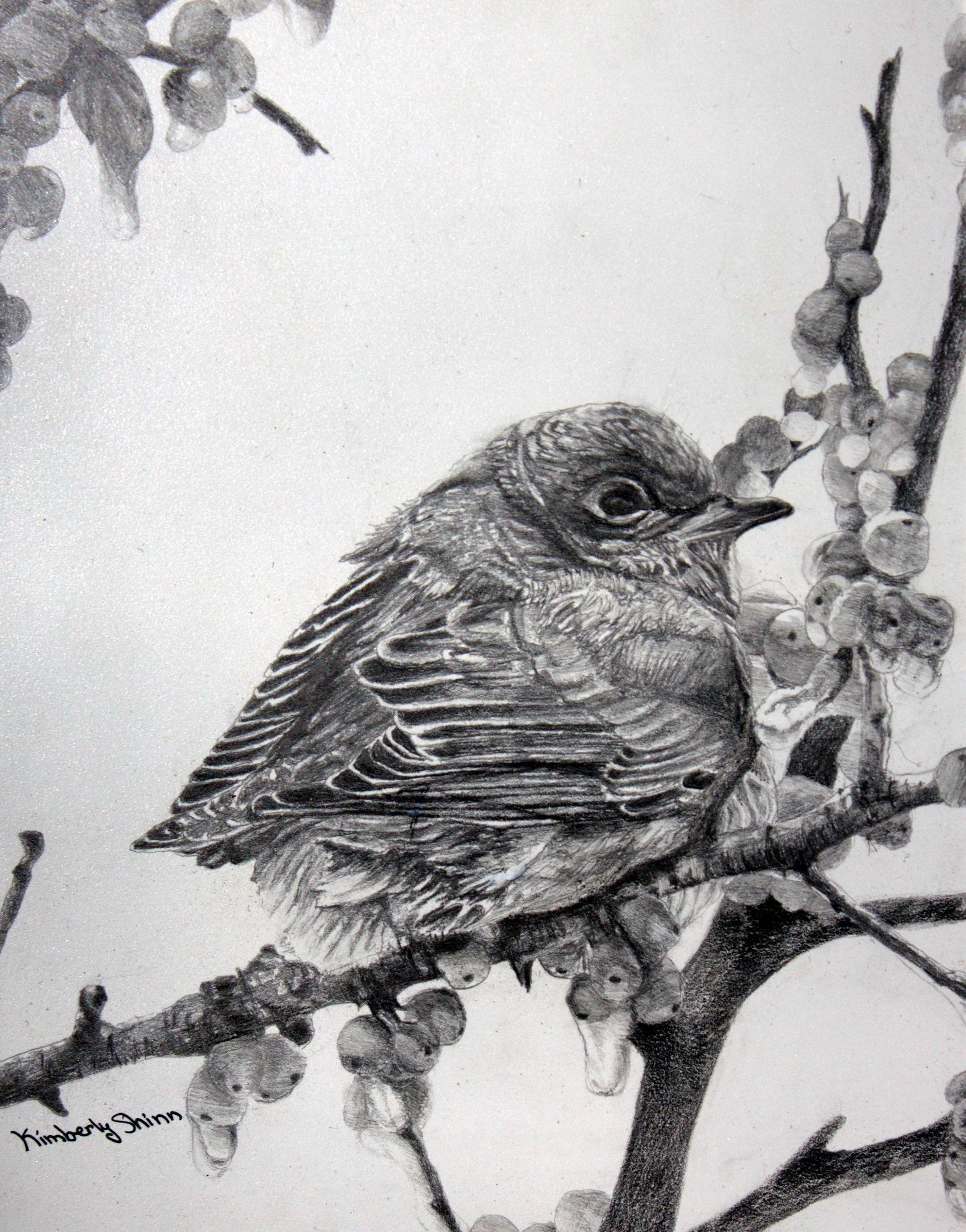 Spotlight: Drawings of Kimberly Shinn