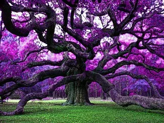 Have Camera...Will Travel:  Member Artist Connie Stephens