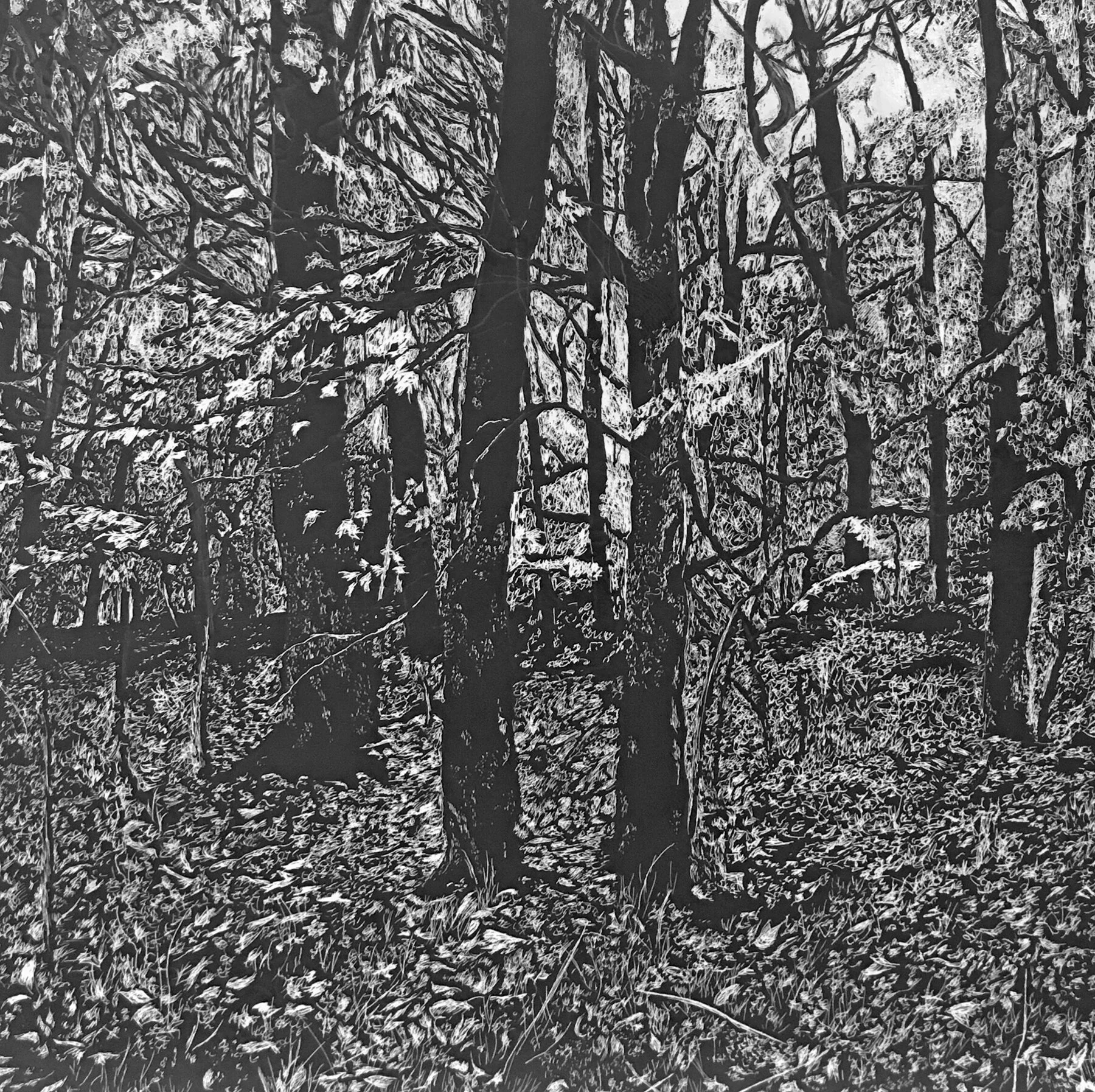 Scratchboard Art:  Guest Artist Amelia Dean
