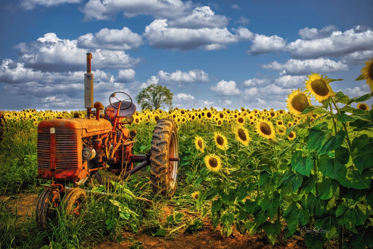 Sunflowers at HH Farms.jpeg