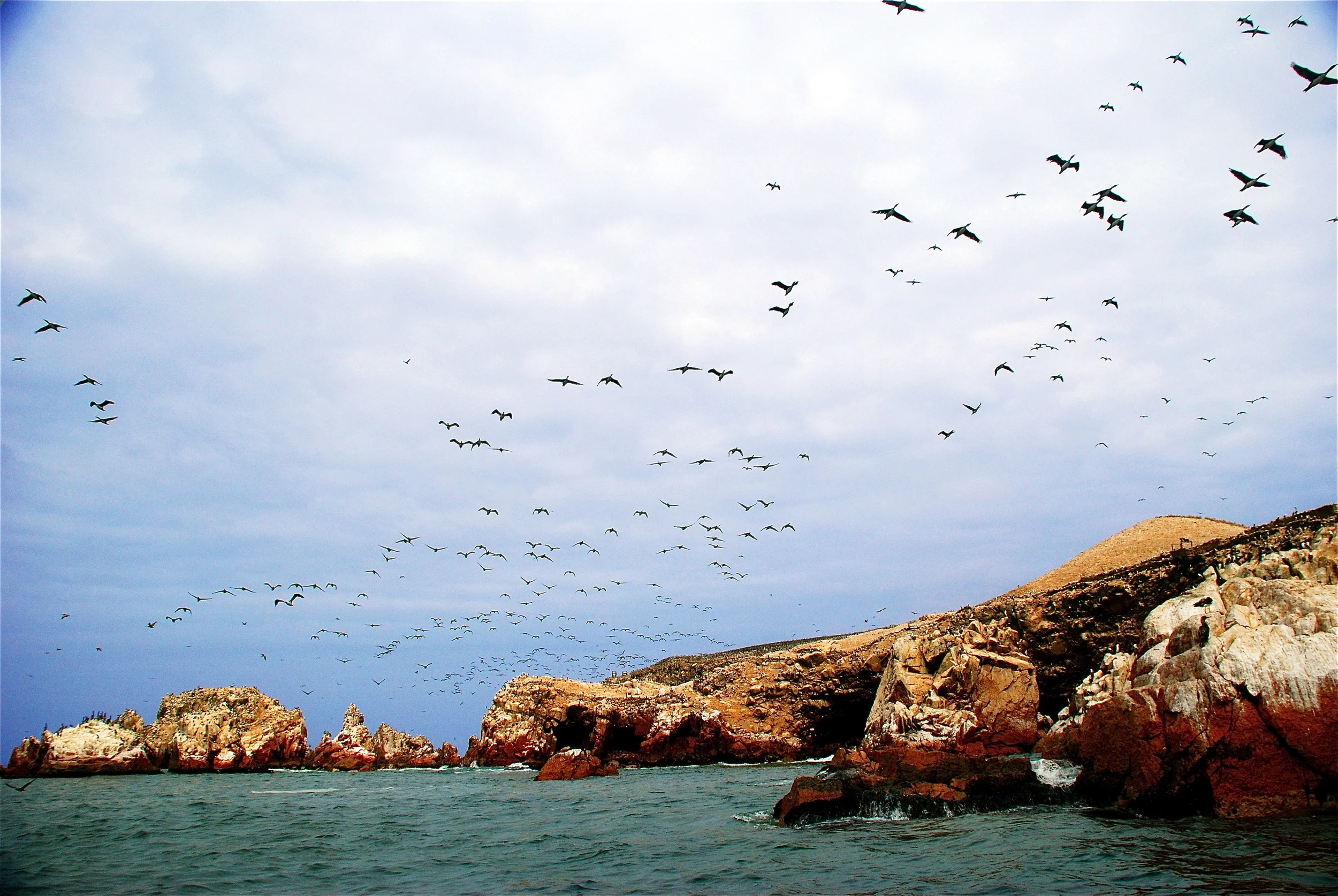 morebirds.jpg