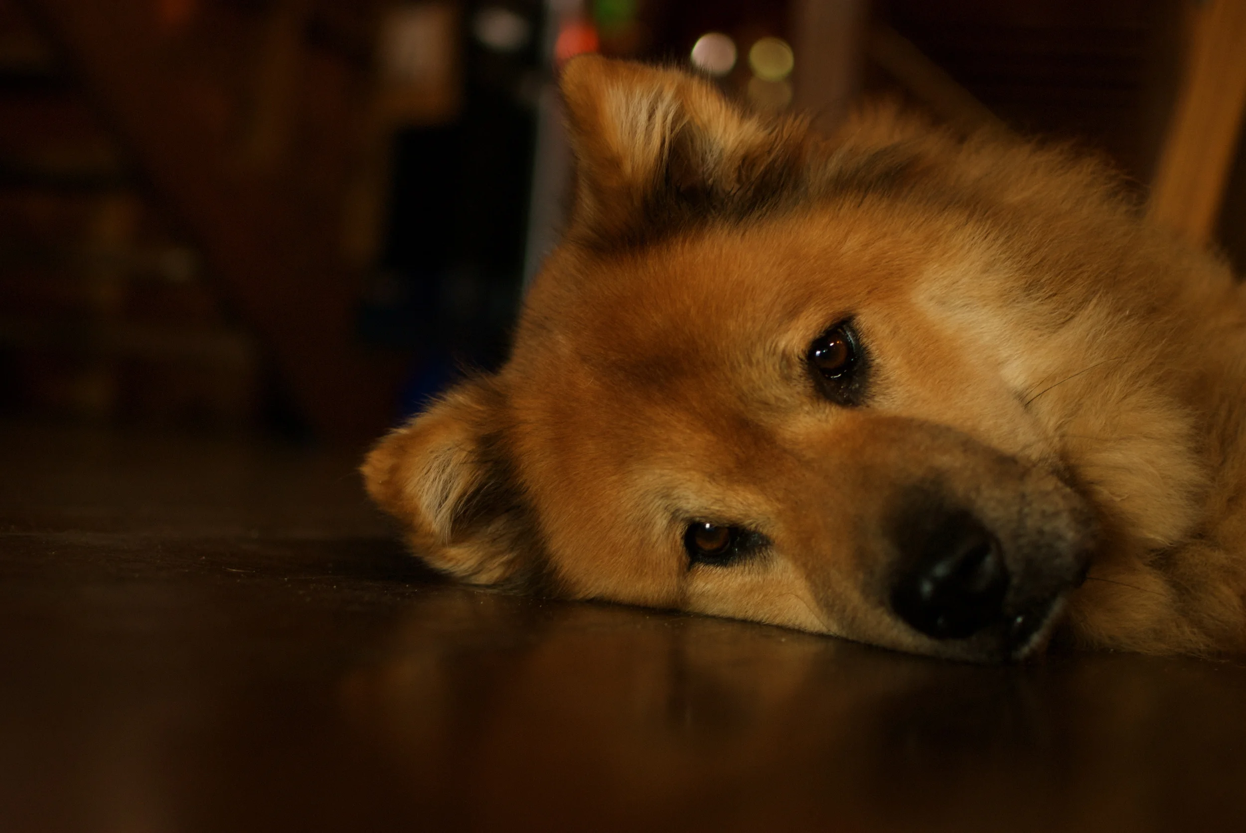pet_photography_baltimore_1.jpg