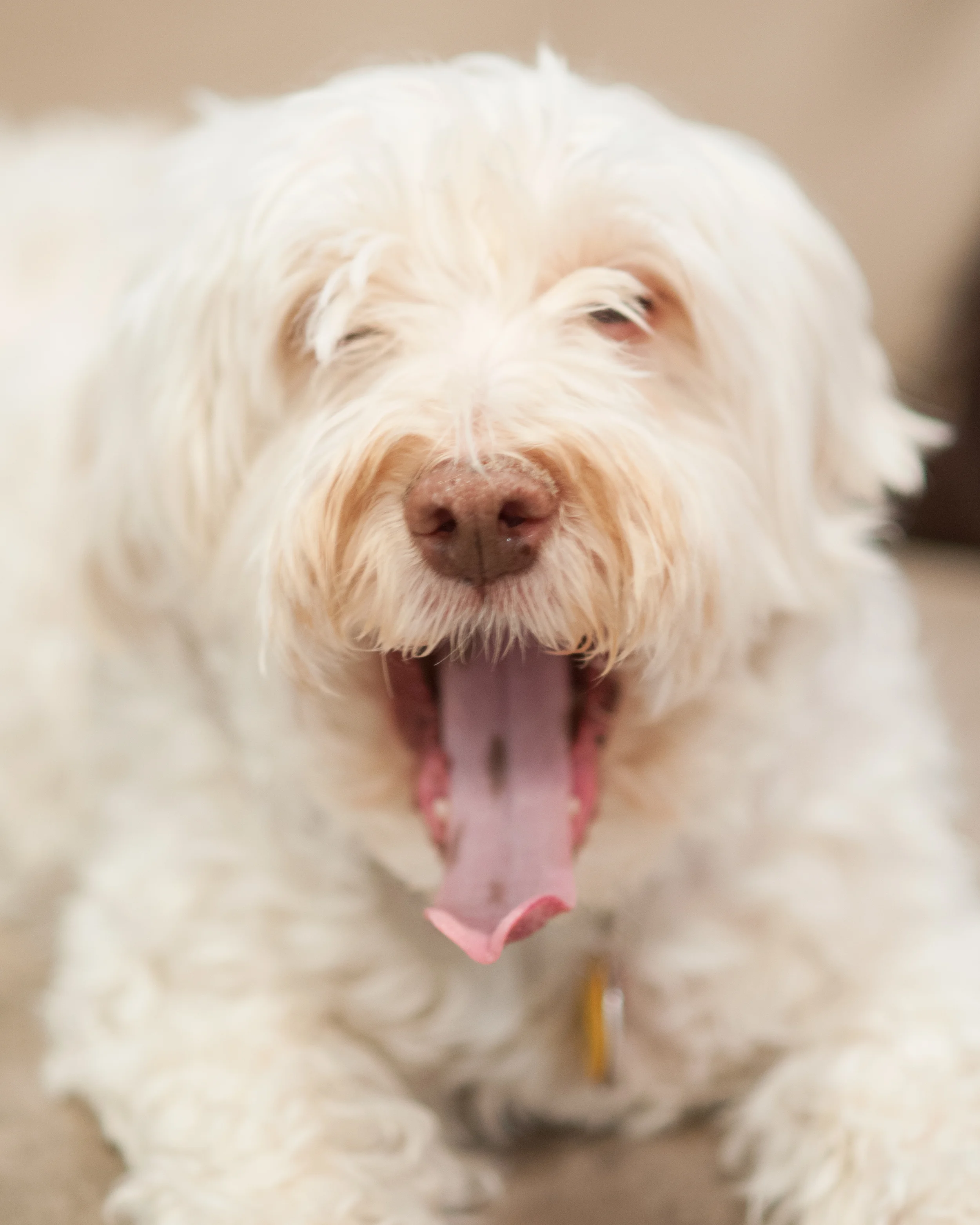 cute_dog_photography.jpg
