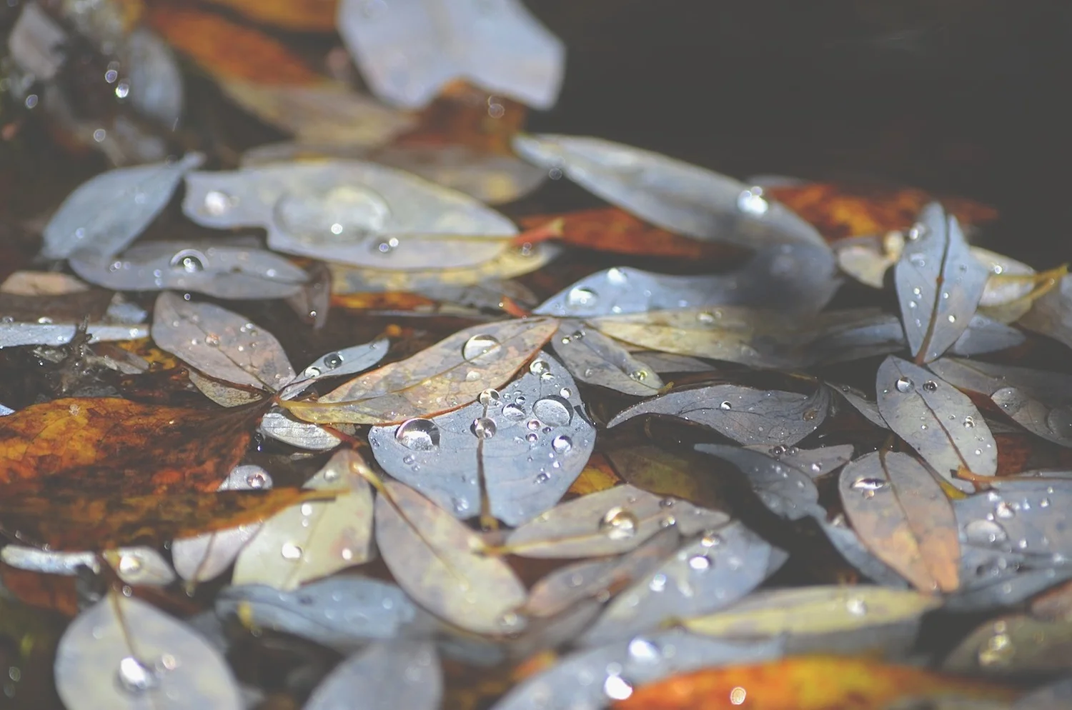 leaves.jpg