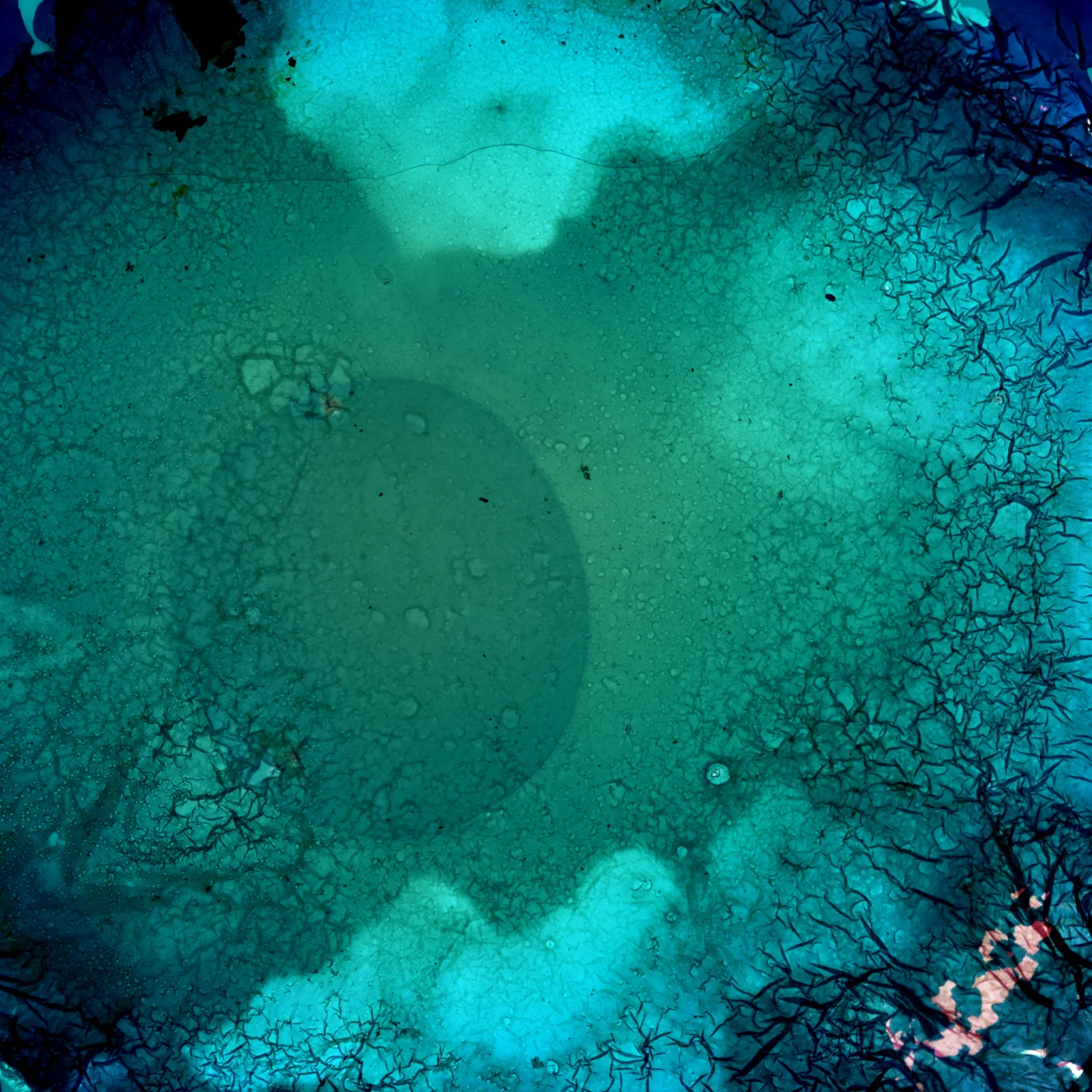 2012 Metallic Chrmogenic Print 24"x24"