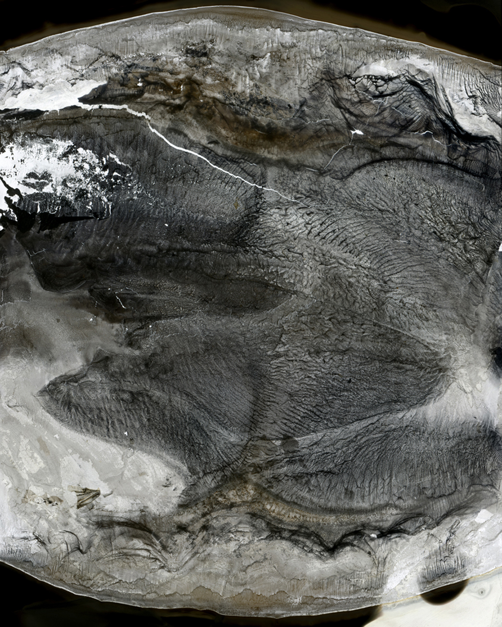 2012 Metallic Chrmogenic Print 40"x50"