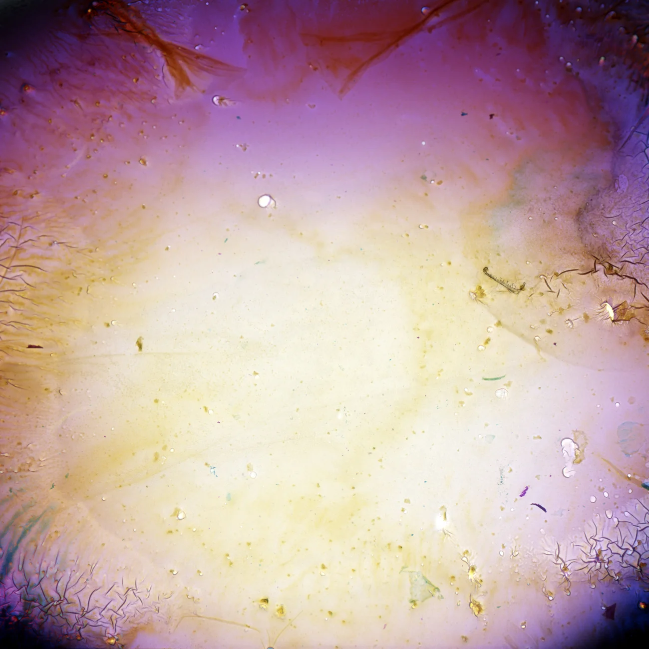 2012 Metallic Chrmogenic Print 24"x24"