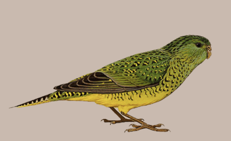 Animals We Once Thought Were Extinct, Were Alive  By Penelope Baxter