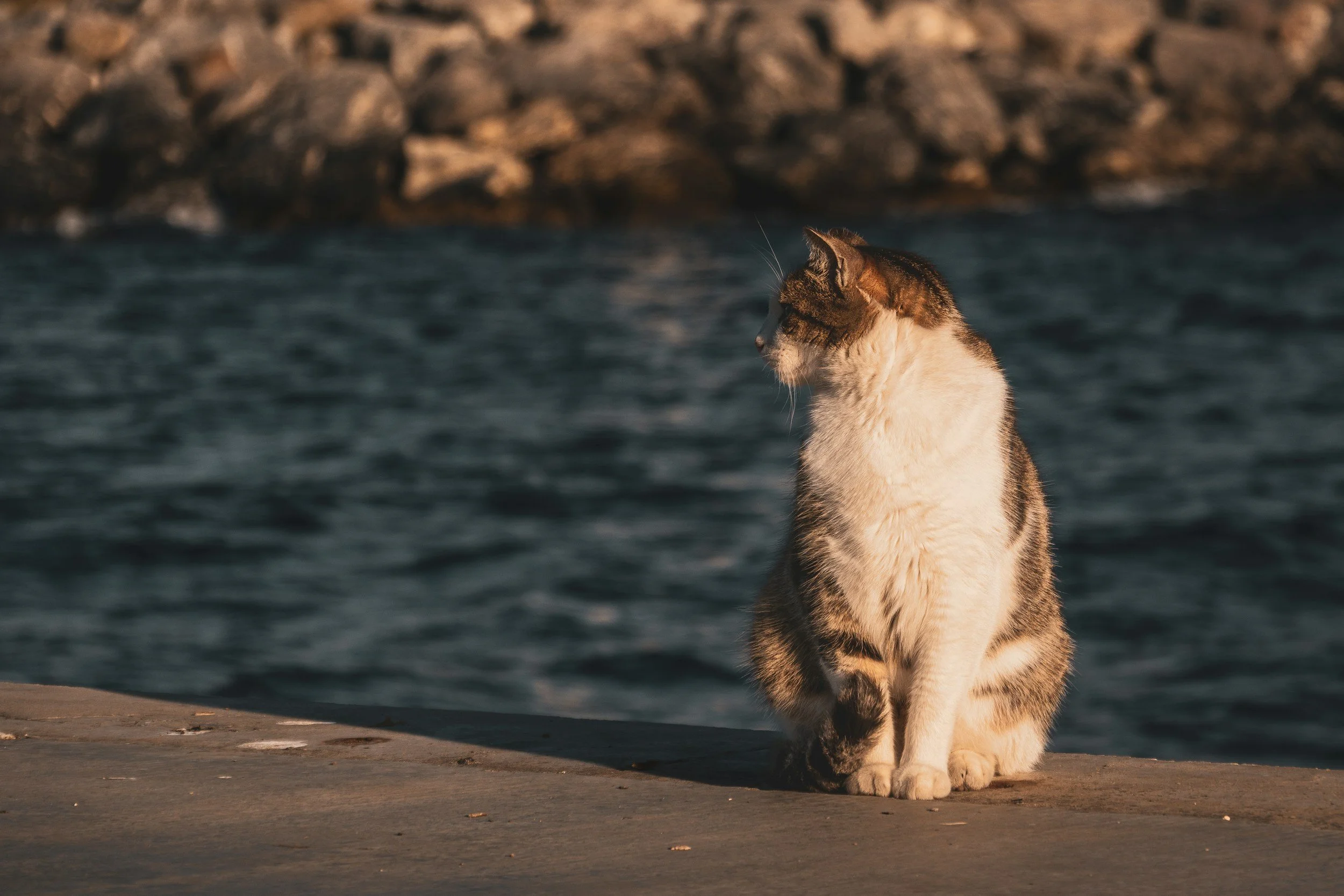 Wonderflight Part VIII by Emmelina Caswell