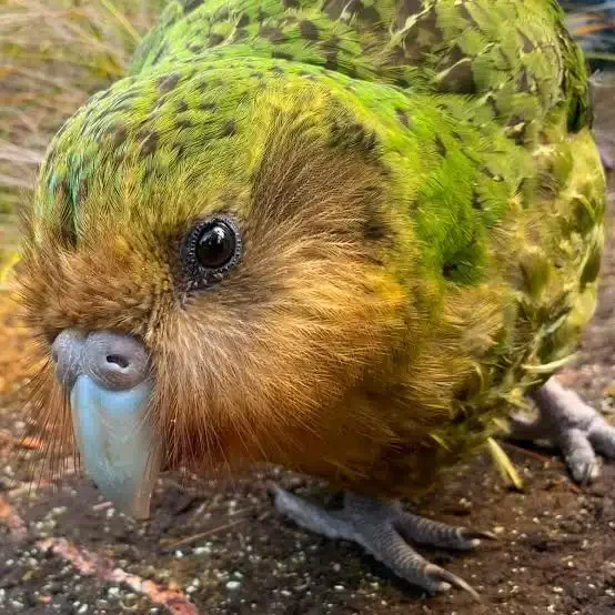 The World’s Weirdest Animals  By Jack Stewart