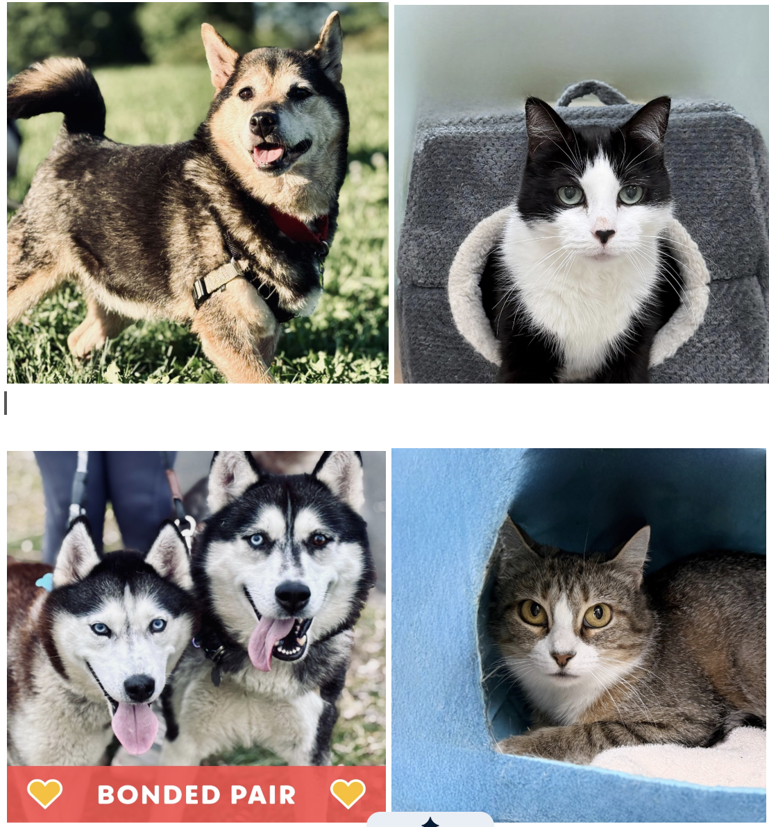 Centre County PAWS Pets Need Homes by Sage Burgos