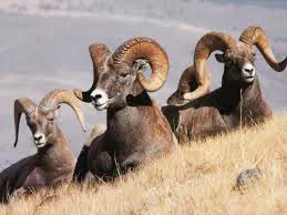 sheep.jpg