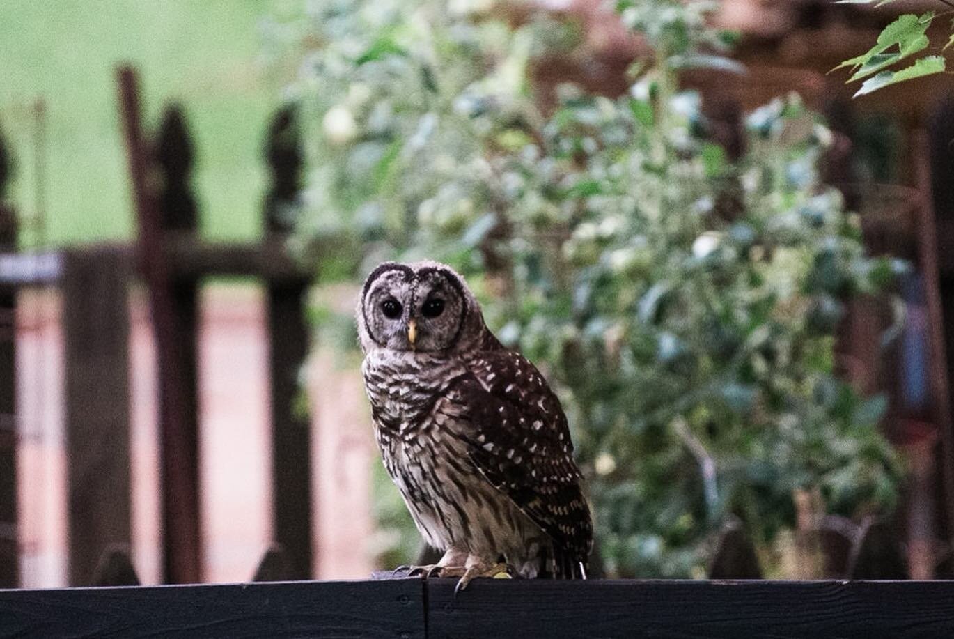 A gorgeous barred owl visited our backyard in downtown Greensboro this week!  The local birds were NOT happy about this and kept swooping in to make her/him go away. The owl looked straight at me while I was photographing them. Amazing.