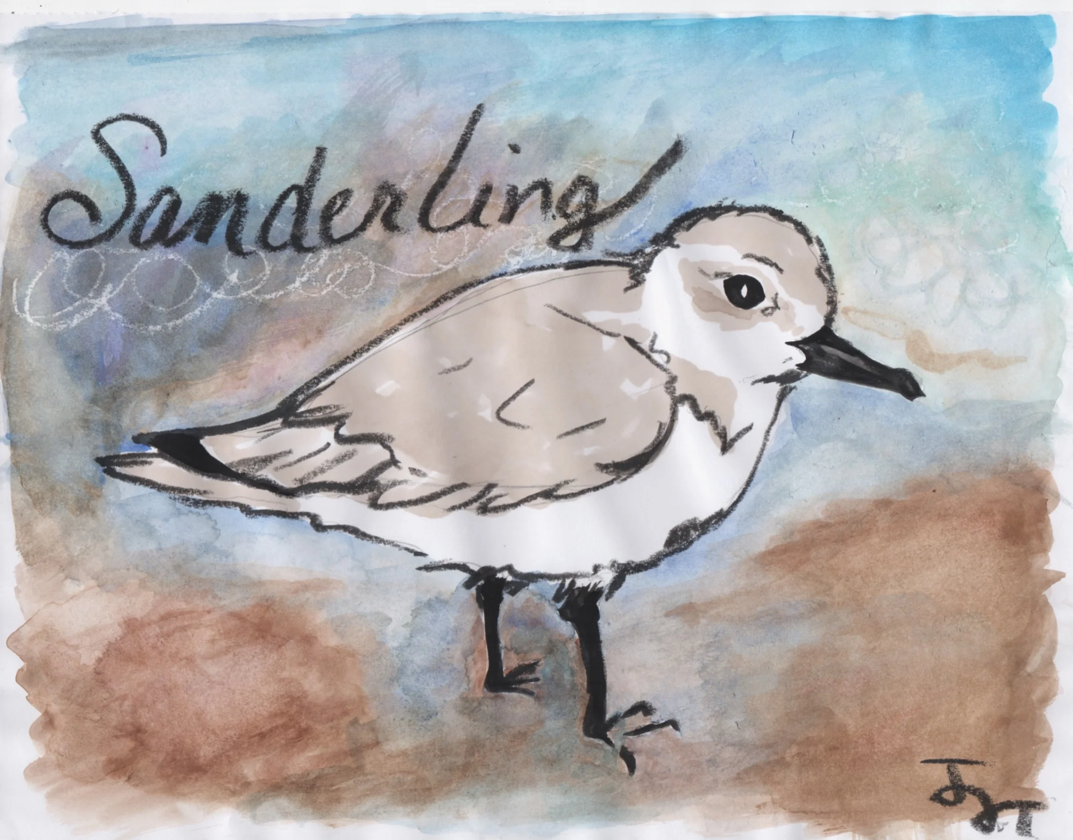 Sanderling1.jpeg