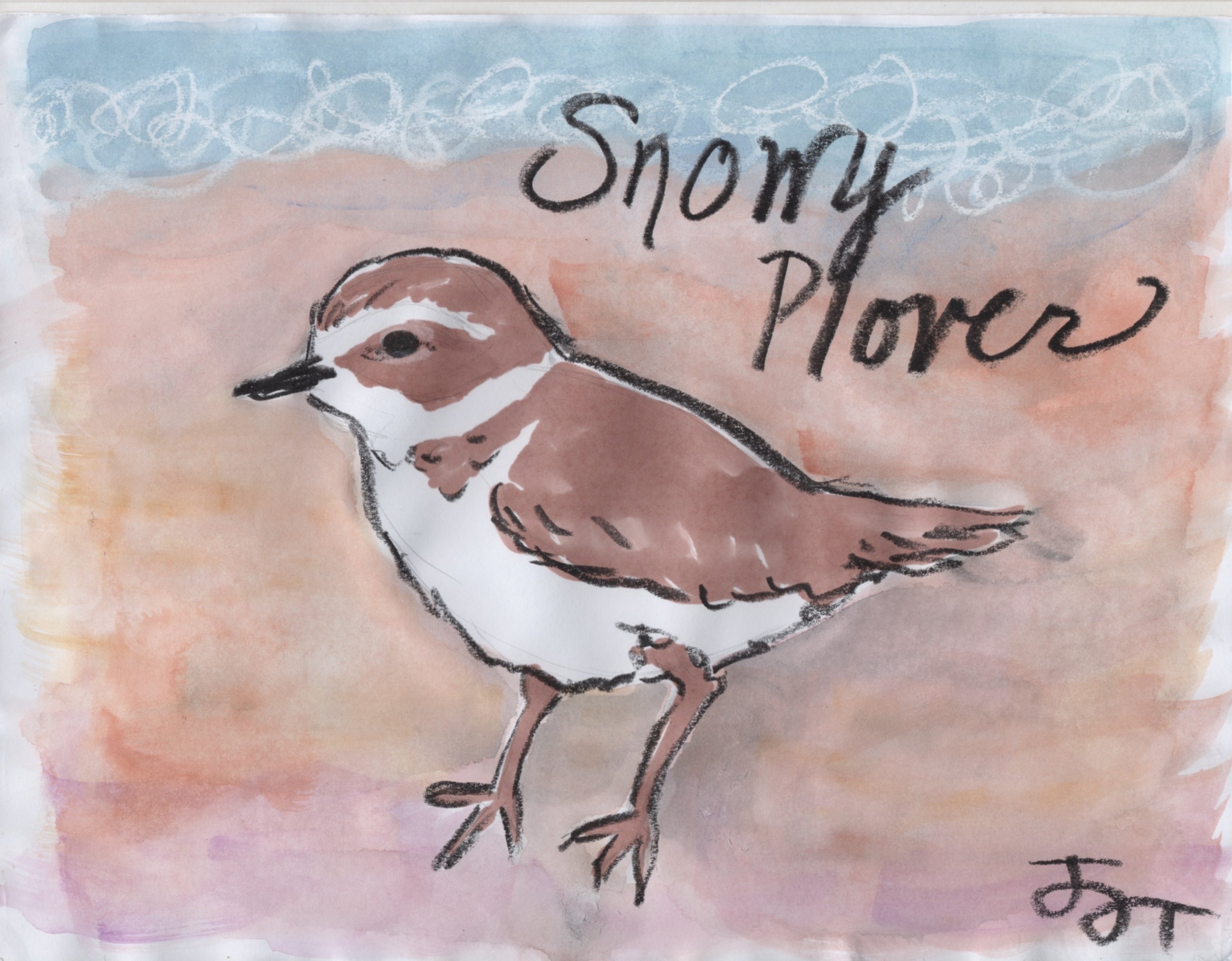 Snowy Plover