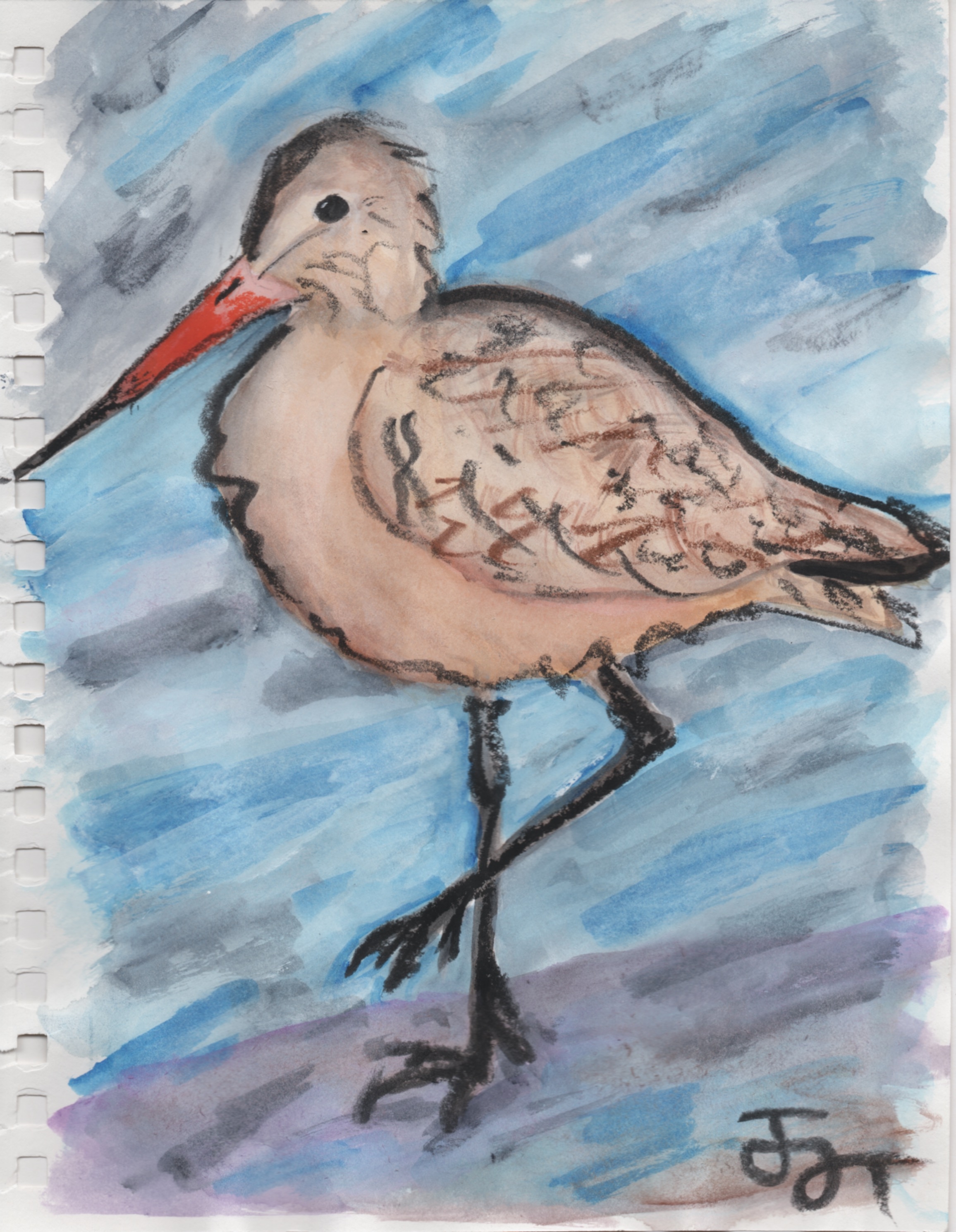 Marbled Godwit