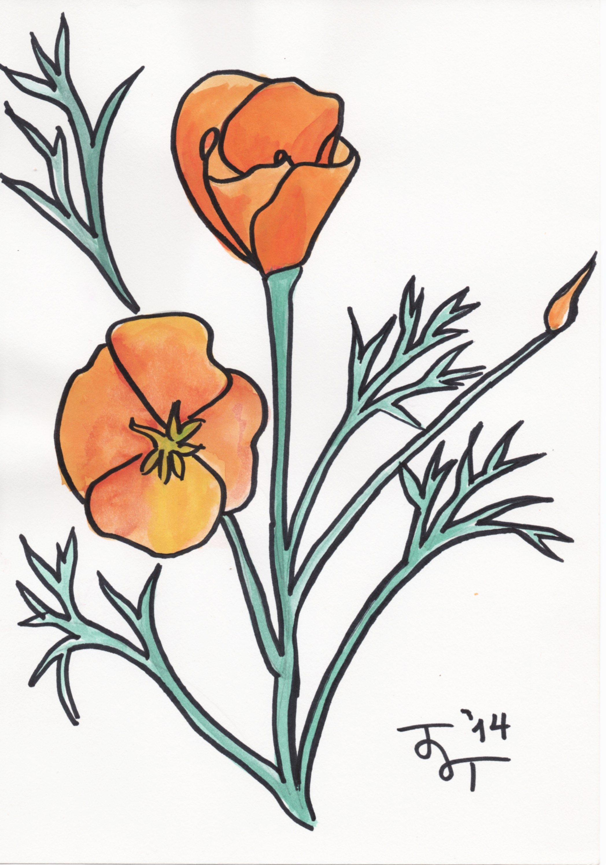 California Poppy