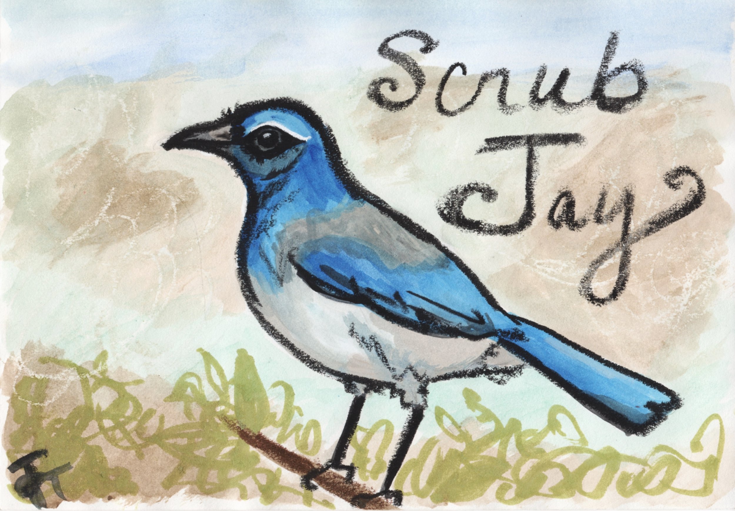 Scrub Jay