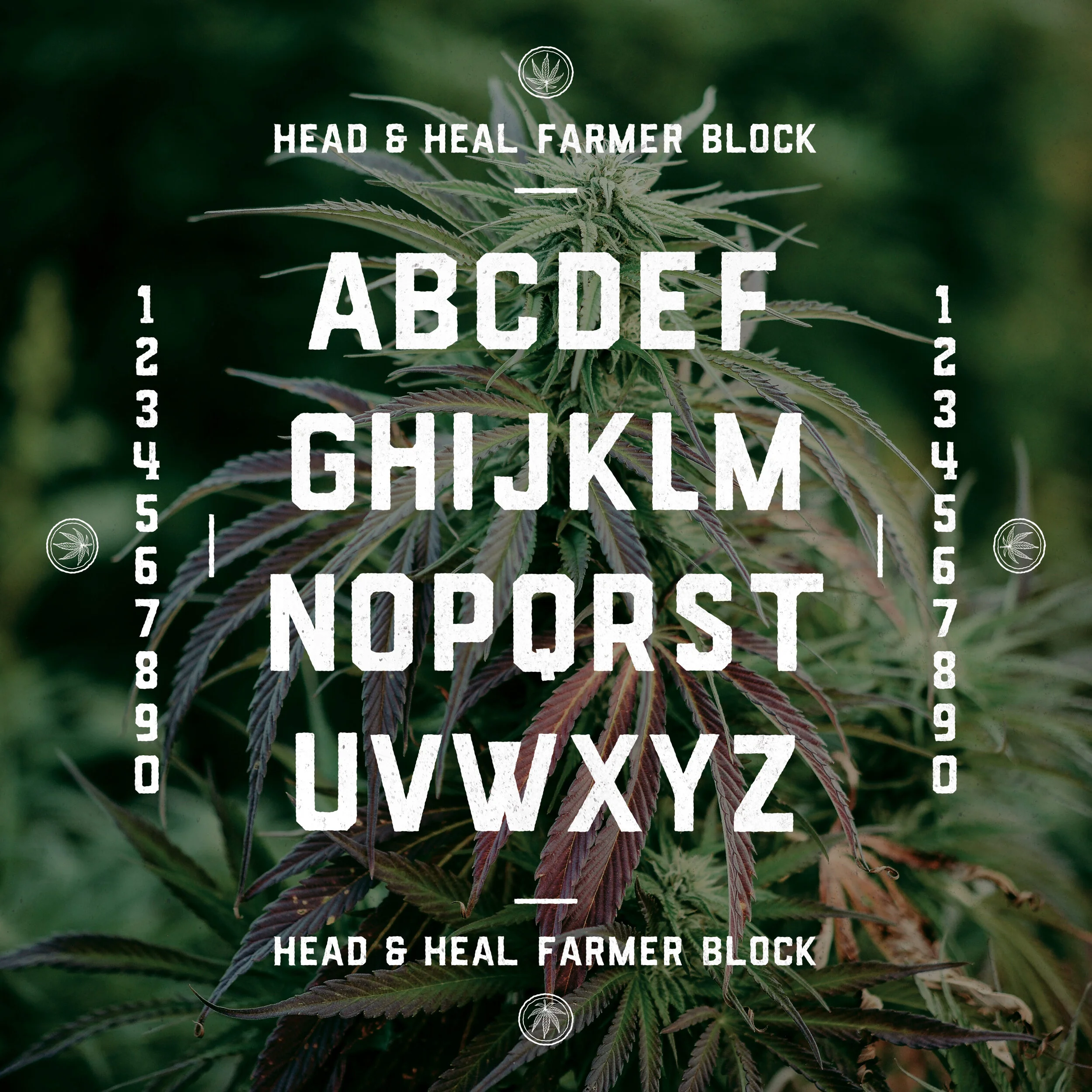 HEAD-AND-H-FONT. jpg