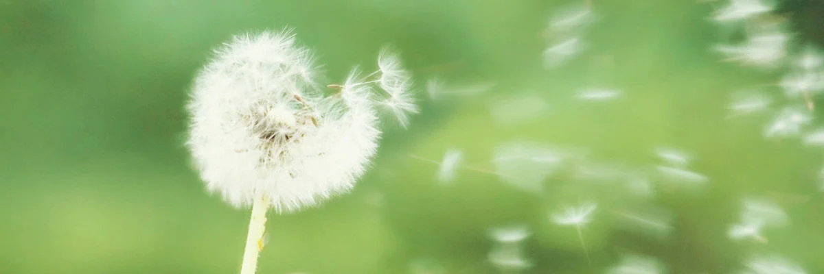 7 Natural Allergy Relief Remedies