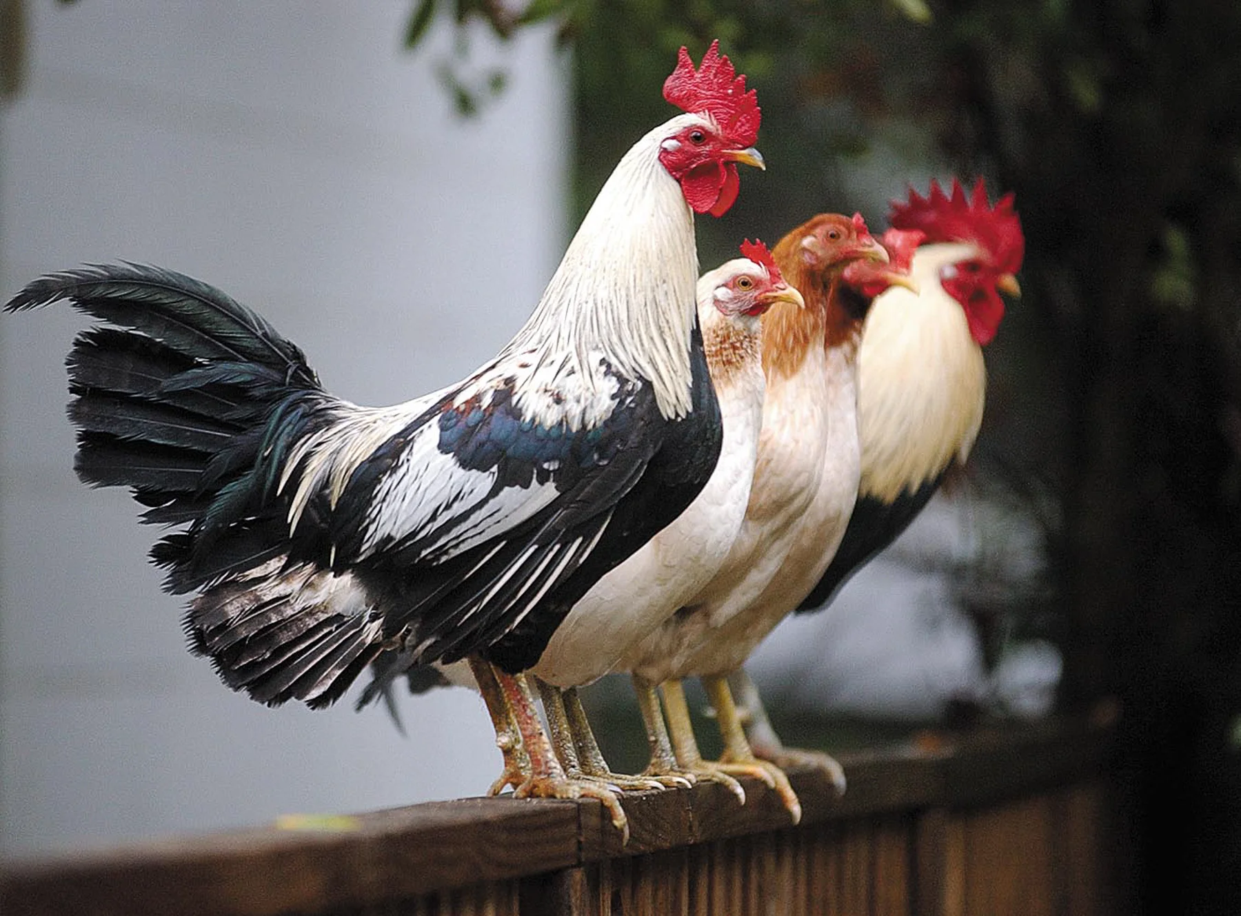  Two roosters and three hens perch themselves on a fence on Leonardi Street in West Augustine on Saturday, February 27, 2005. Photo by MADELYN TROYANEK, madelyn.troyanek@staugustinerecord.com 