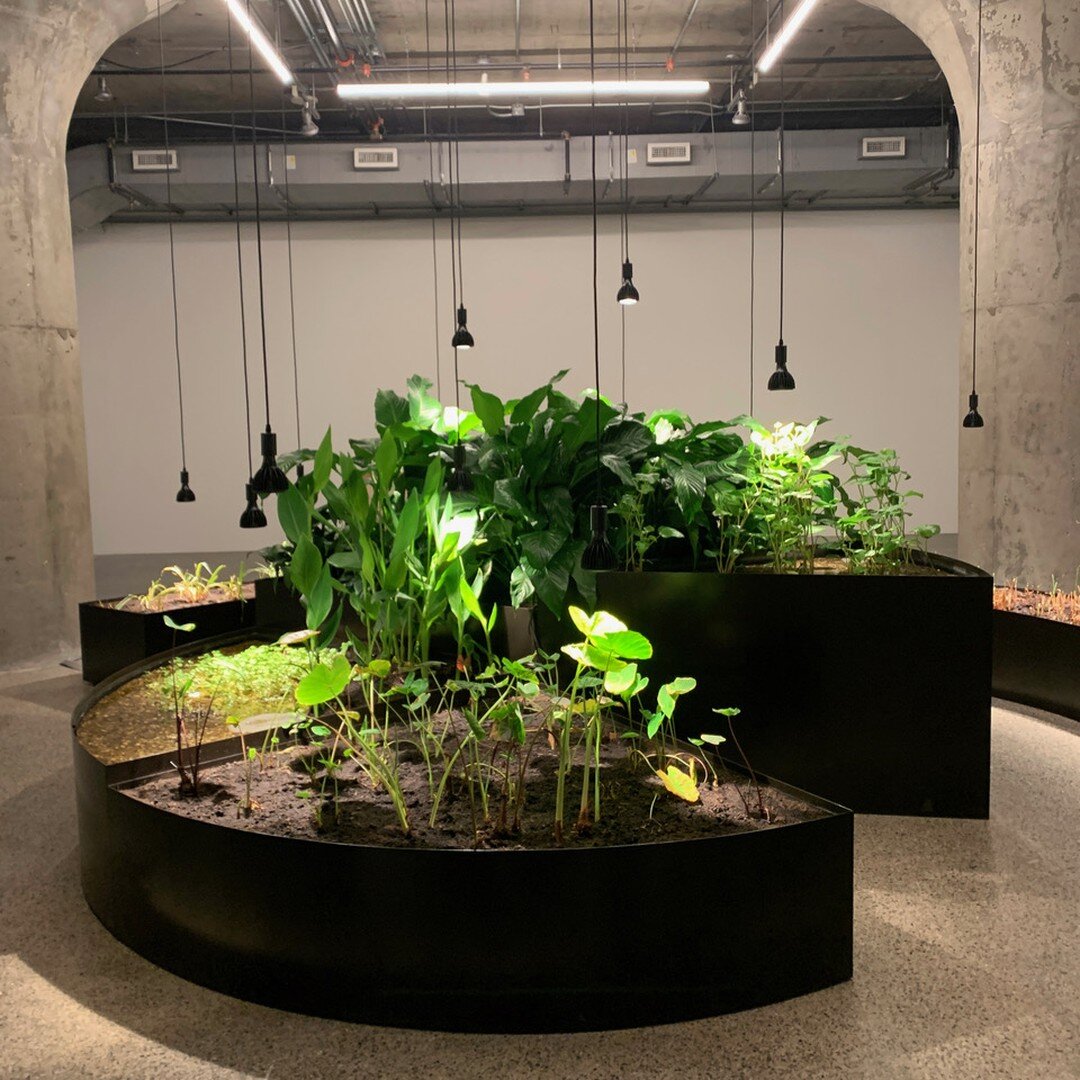 MUST SEE: Artist Kapwani Kiwanga's installations at MOCA Toronto until July 23, 2023.
McWood made the black steel planters, oval steel hoops and wall (sisal pieces) and CNC parts for the dried banana leaf wall.
#mocatoronto #moca #kapwanikiwanga #tro