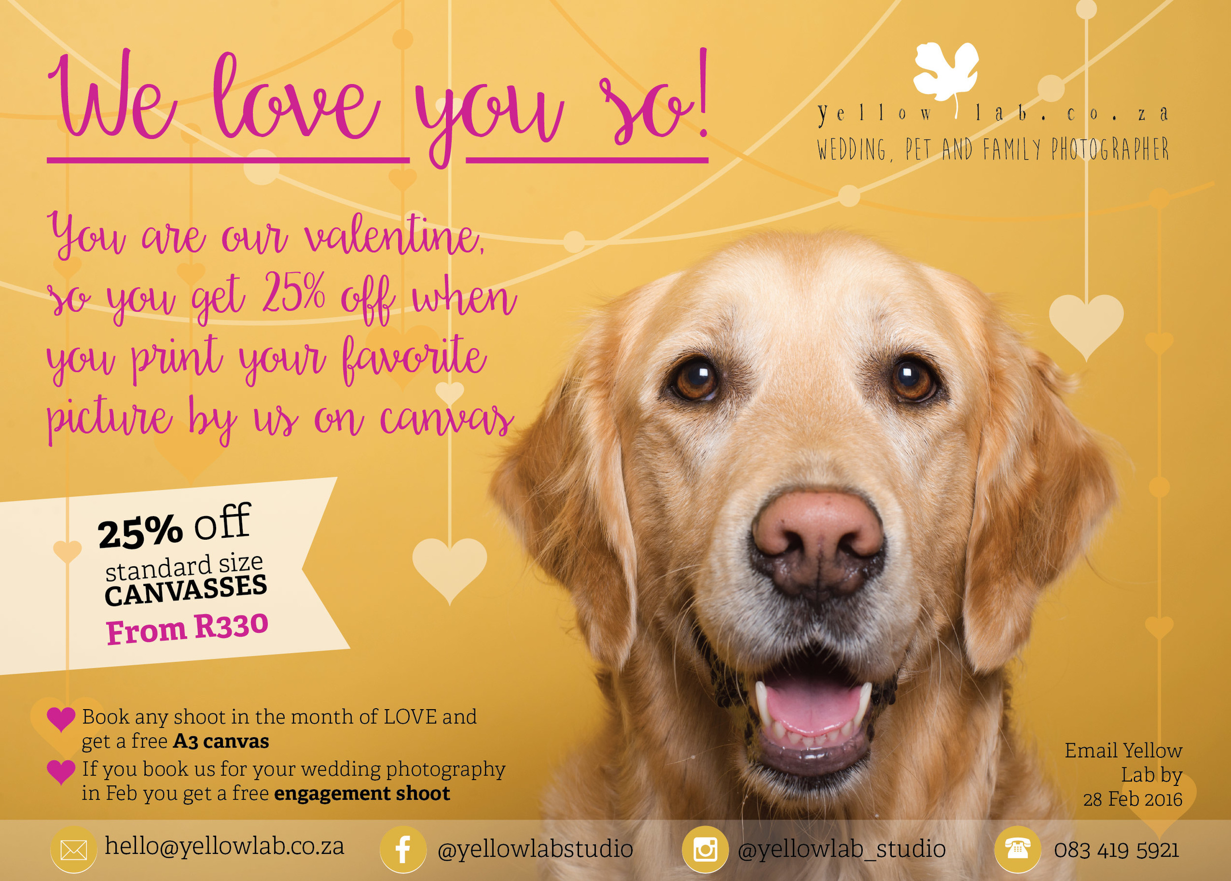 Yellow Lab: Johannesburg Wedding, Pet and Family Photographer
