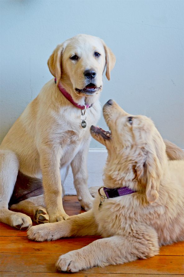 The picture that started it all: Lily (left) and Poppy (right)