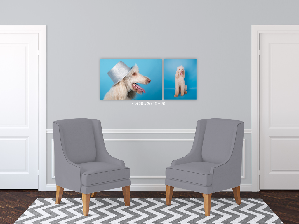  dog photographer auckland, dog photography auckland, auckland photographer, gift idea for dog lover, pet photoshoot, dog wall art, dog photo on wall, yellow lab pet photo, french poodle photoshoot, poodle on blue 