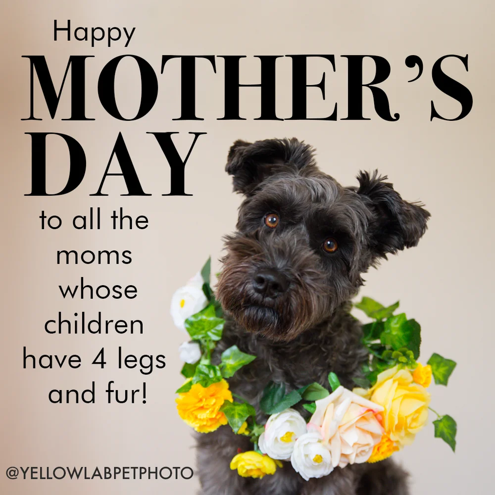 Happy Mothers Day To Pet Moms Happy Mother's Day To The Dog Moms! — Yellow Lab Photographer