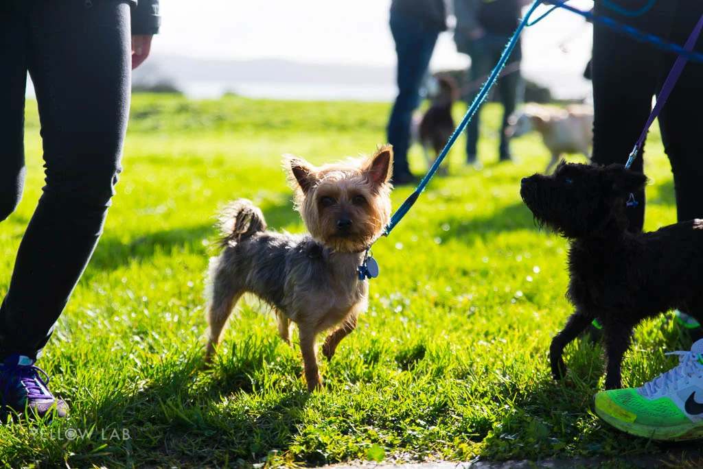Big Dog Walk pics Meola Reef — Yellow Lab Pet Photographer