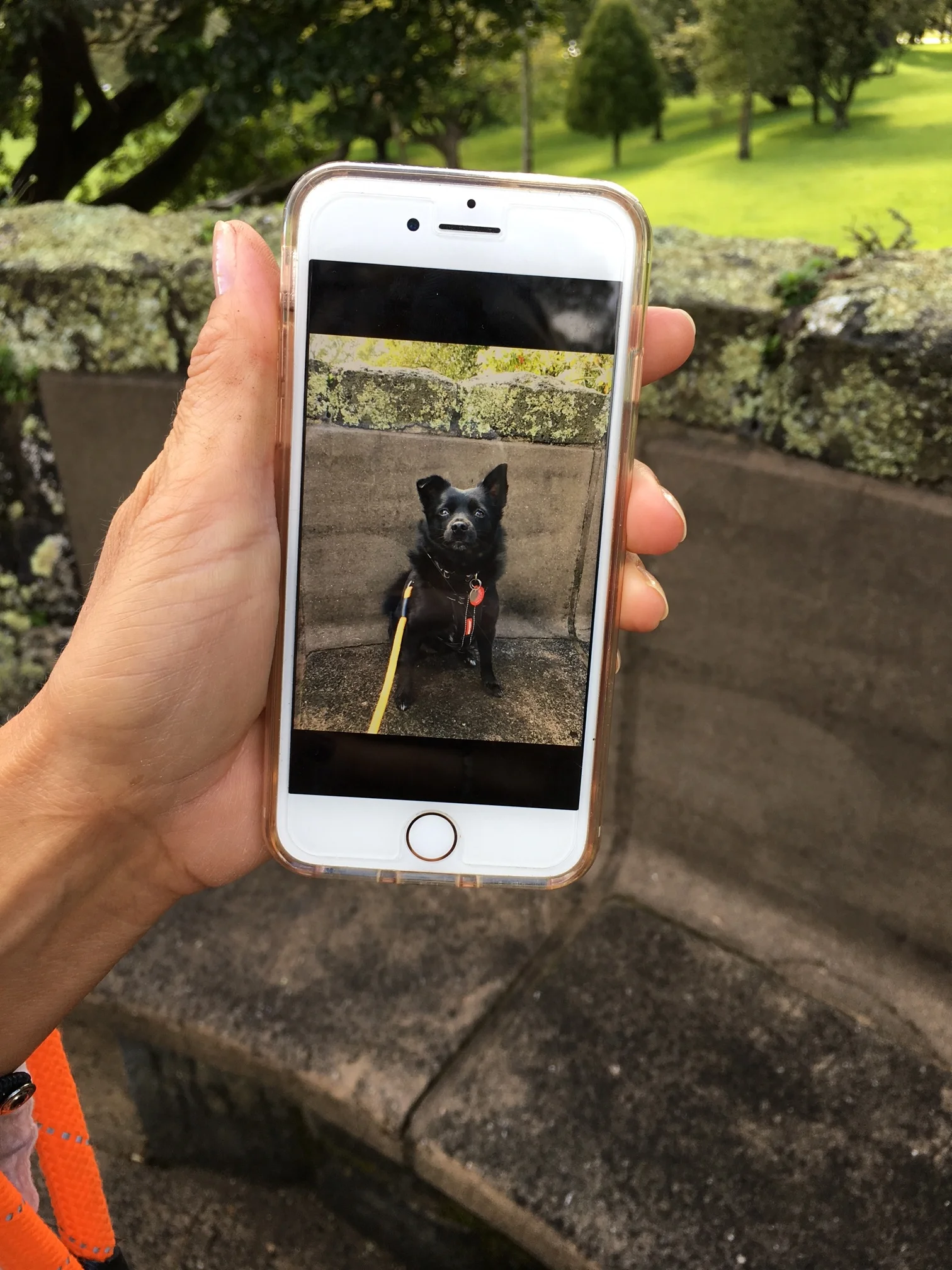 How to photograph your black dog with a smartphone - a video tutorial