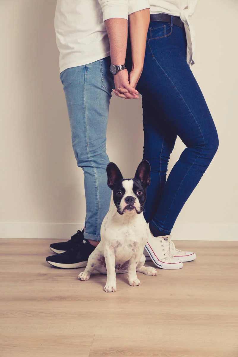 Simone Anderson's dog photographs — Yellow Lab Pet Photographer