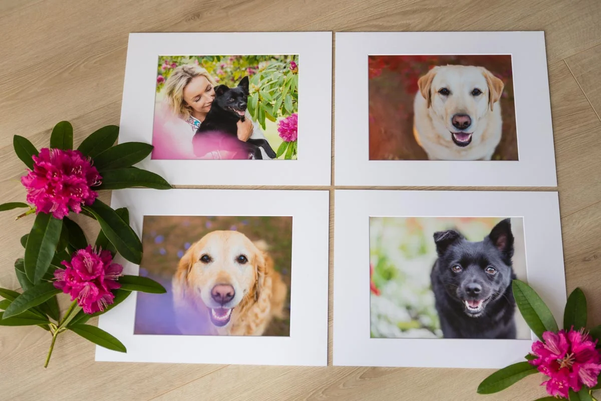 Spring Blossom mini photoshoots — Yellow Lab Pet Photographer