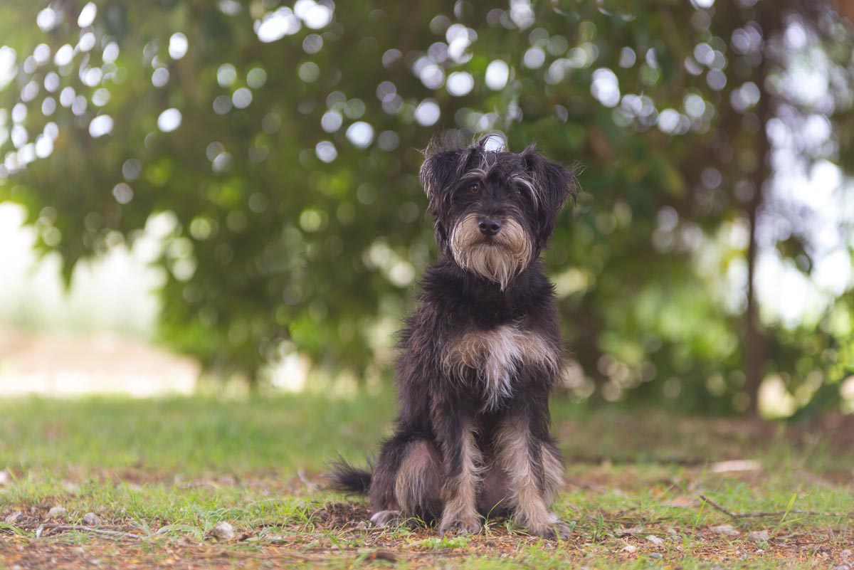 2 schnauzers in Auckland studio — Yellow Lab Pet Photographer