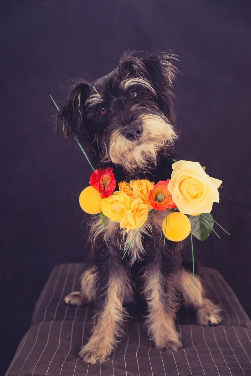 2 schnauzers in Auckland studio — Yellow Lab Pet Photographer